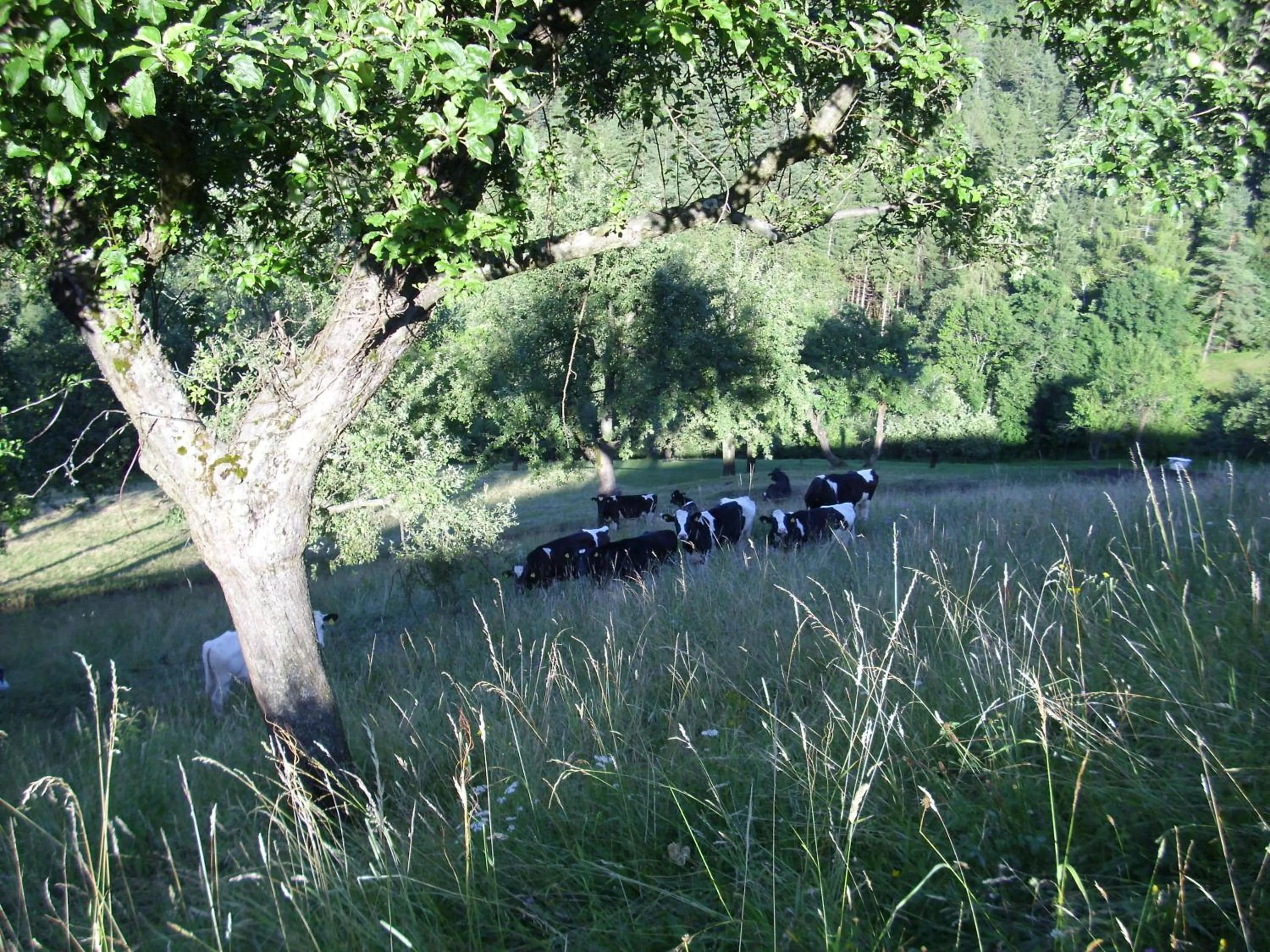 Animals in Farm Stay Žagar