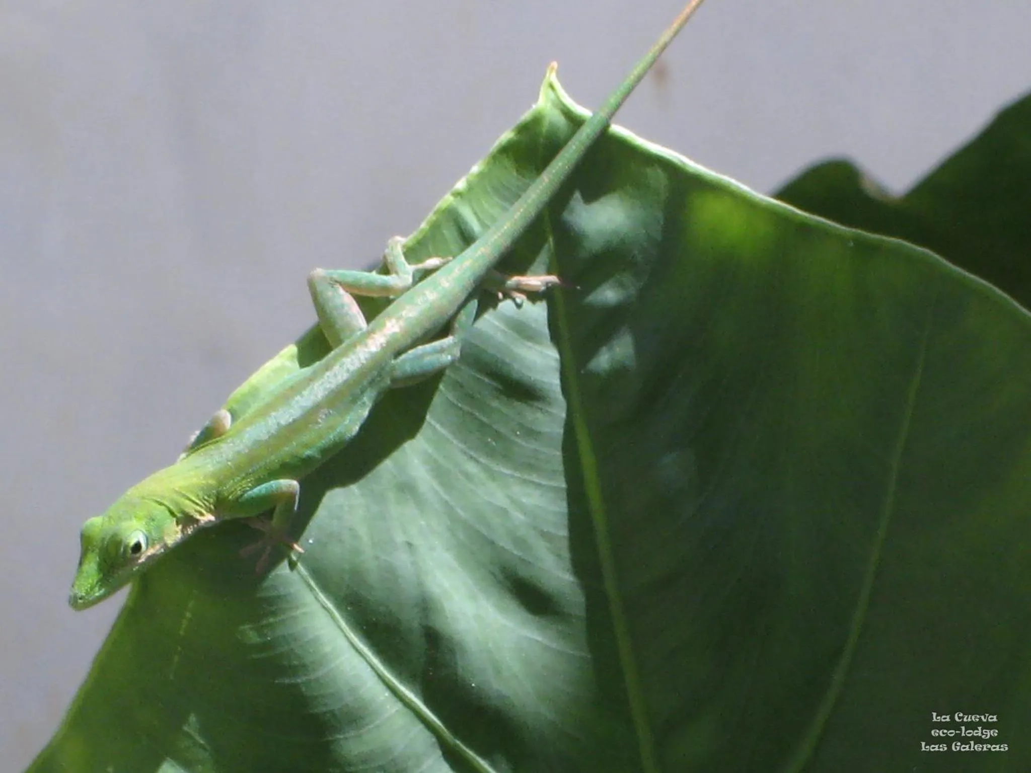 Garden in La Cueva Eco-Lodge