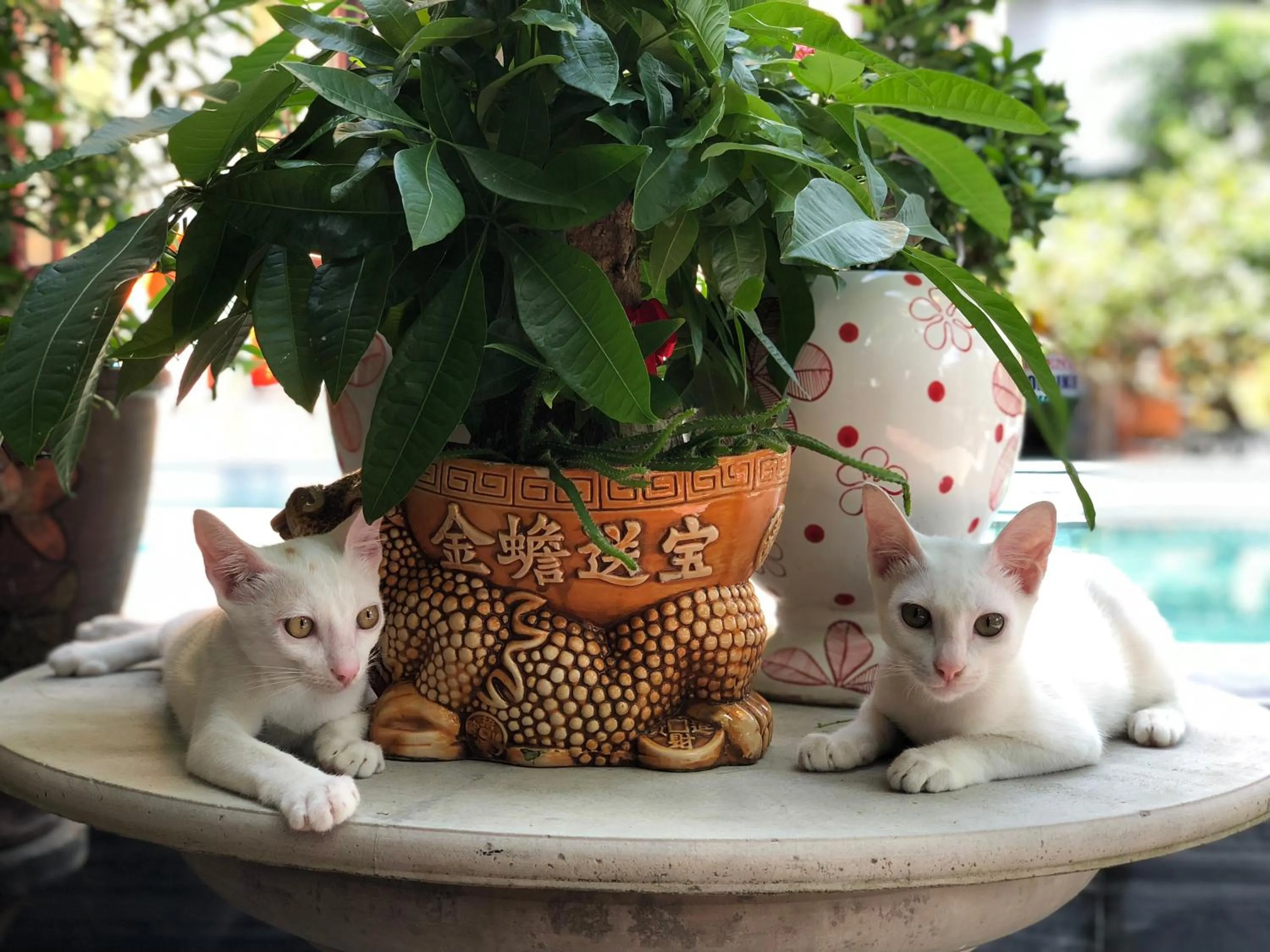 Pets in Hoi An Golden Horse Villa