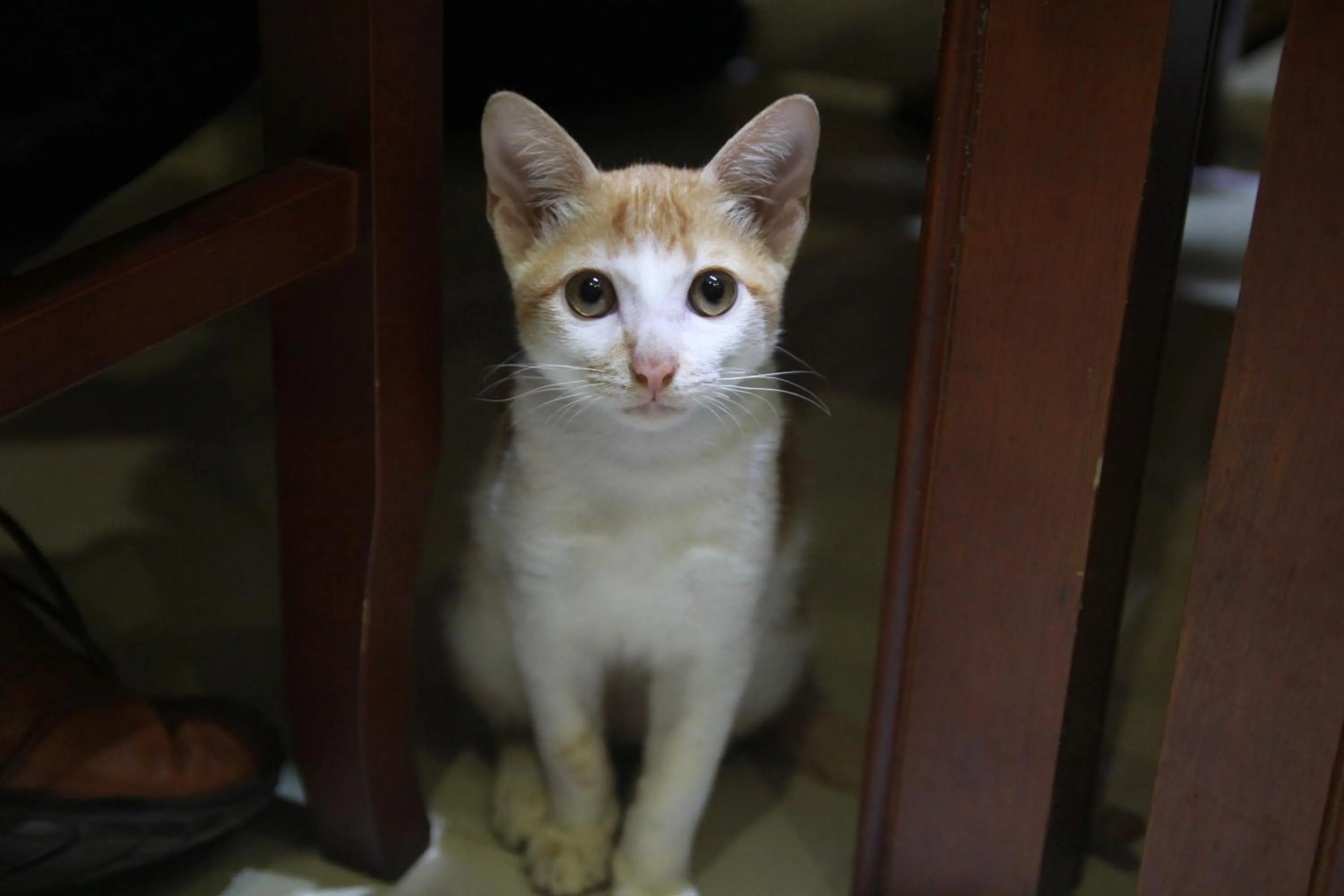 Pets in Hoi An Golden Horse Villa