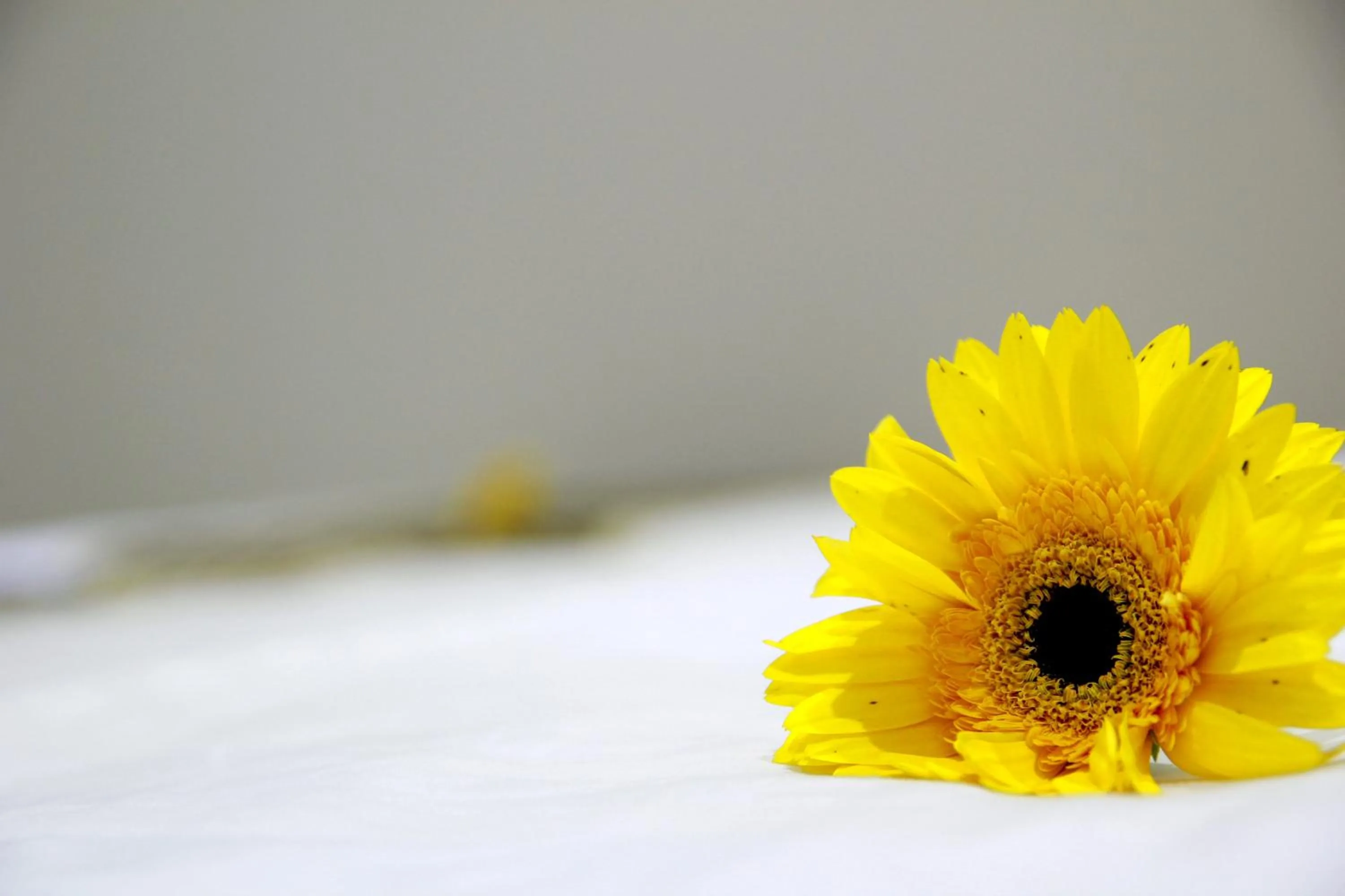 Hoi An Golden Horse Villa