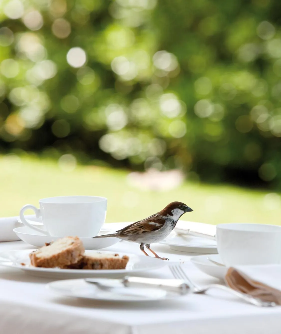 Garden in Hotel Byron