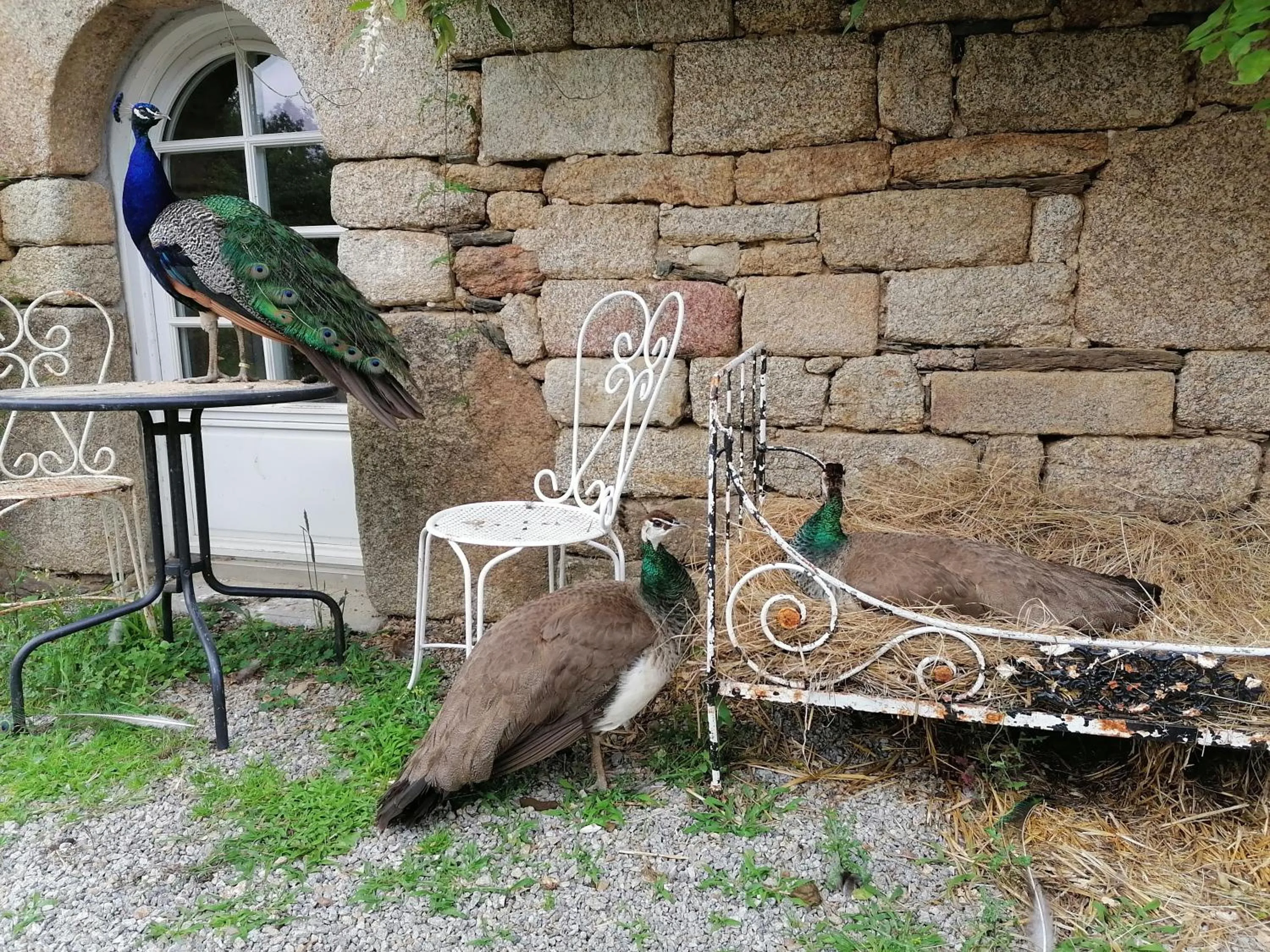 Garden in Frairie Du Divit