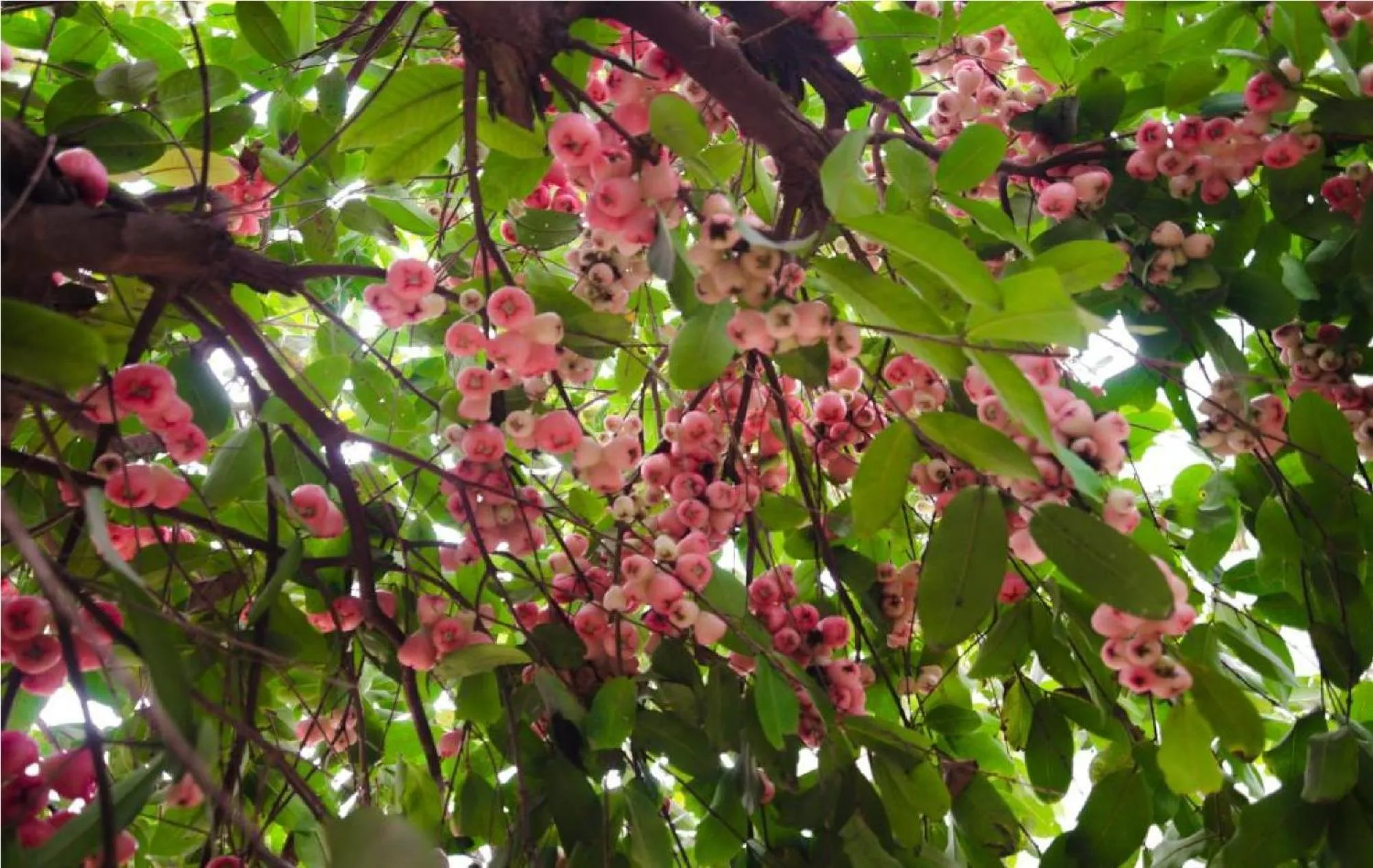 Garden view in Riverside Plum Garden Villa