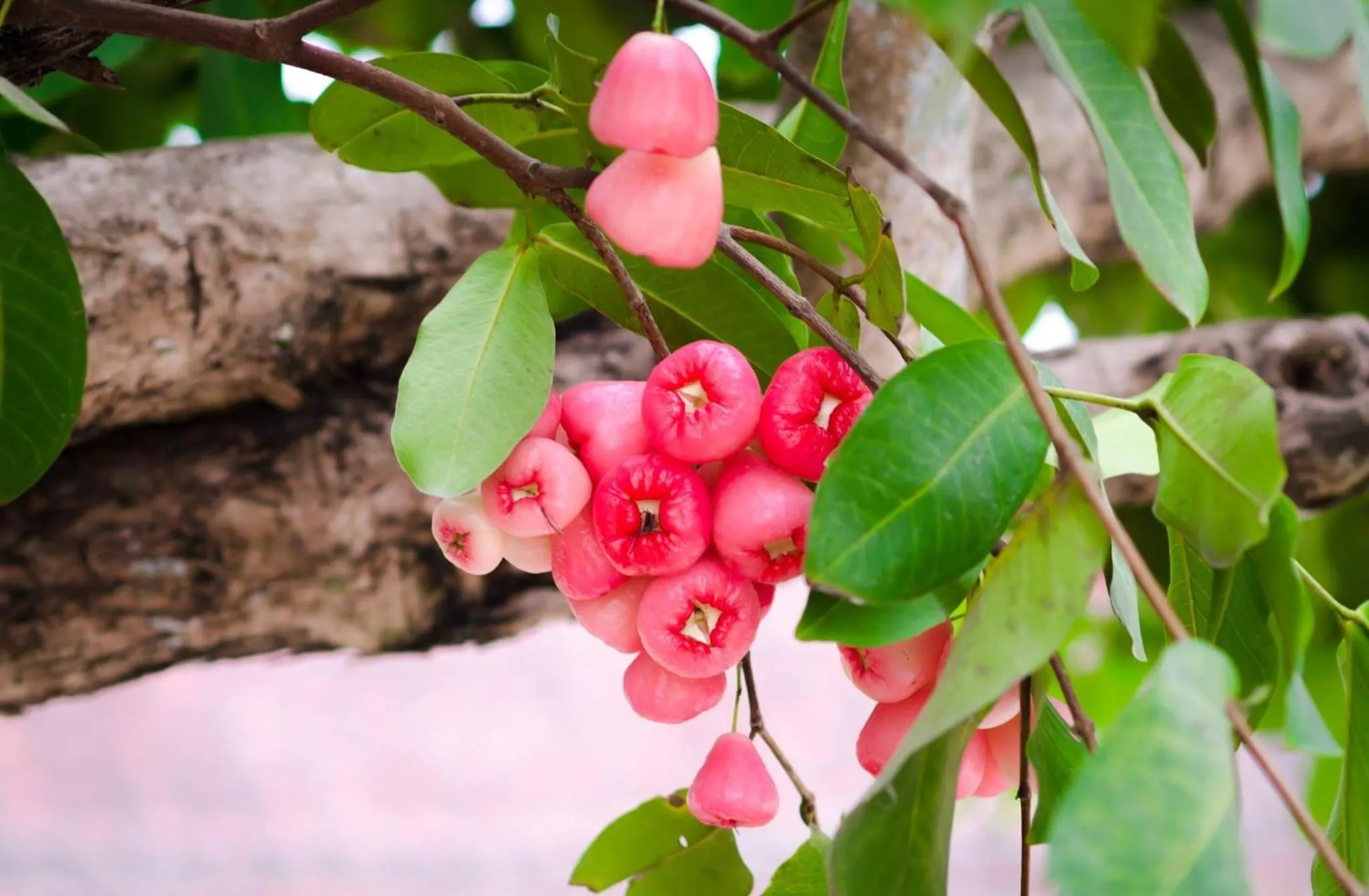 Garden in Riverside Plum Garden Villa