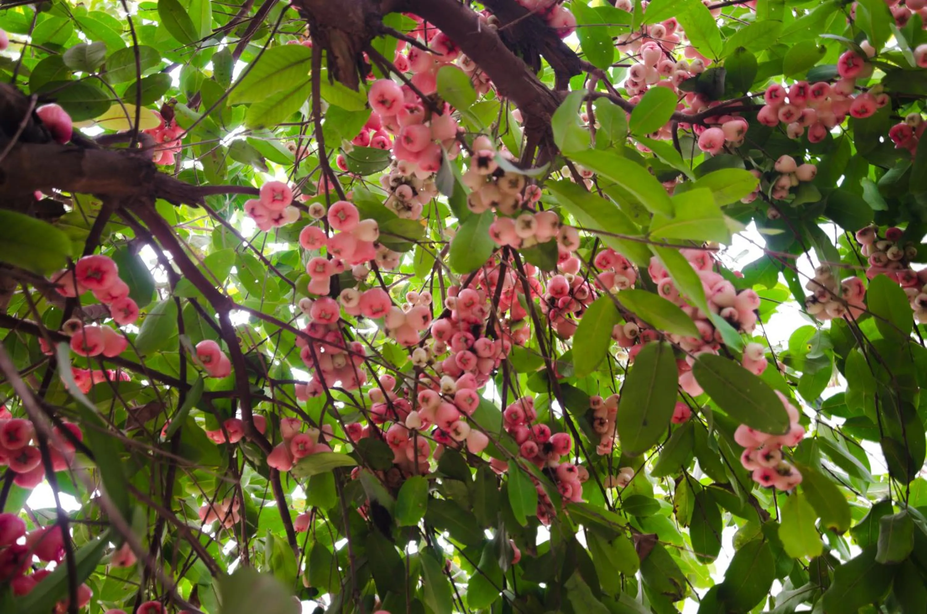 Autumn in Riverside Plum Garden Villa