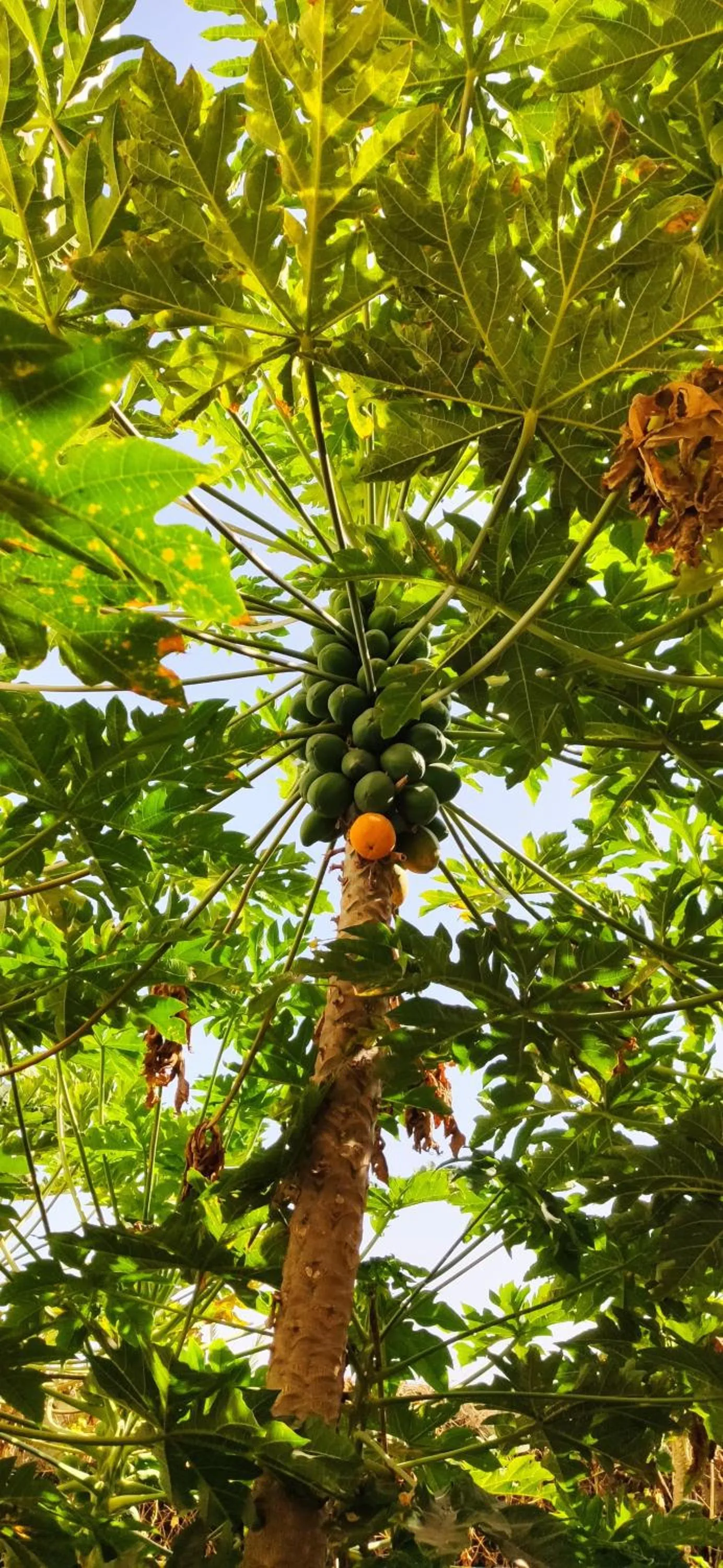 Garden in Apart-Hotel Ca Elsa