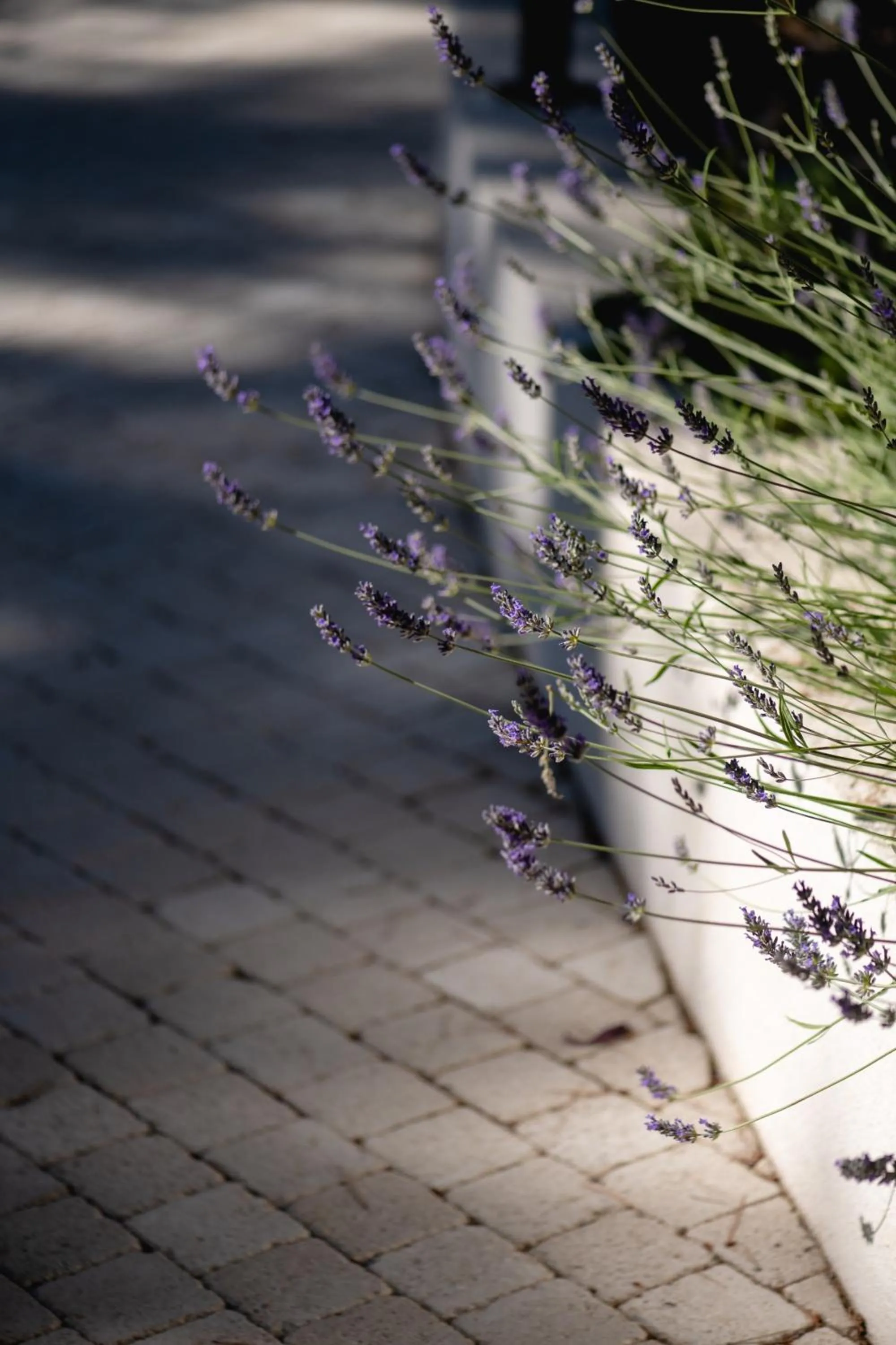 Garden in Les Volets Rouges - Hôtel Cassis - Situé dans le Parc National des Calanques