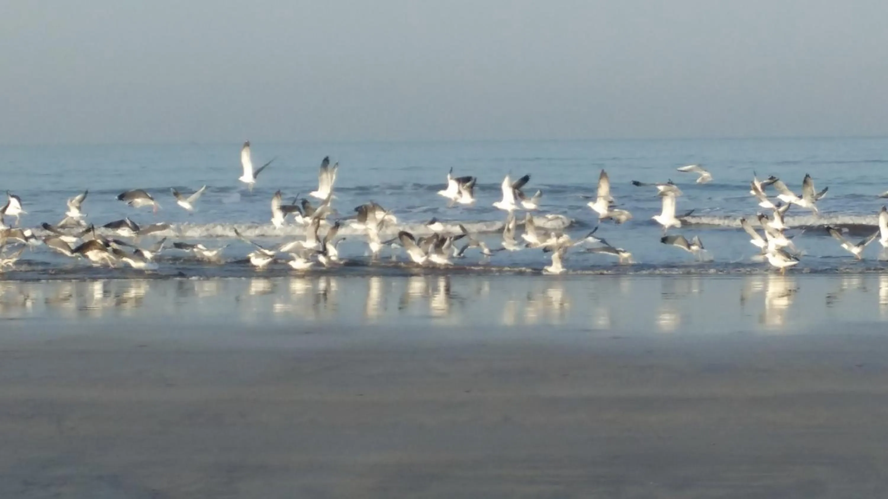 Beach in Whistling Waves Beach Resort