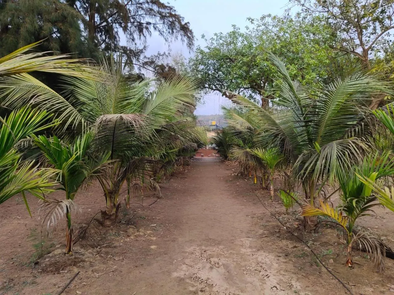 Garden in Whistling Waves Beach Resort
