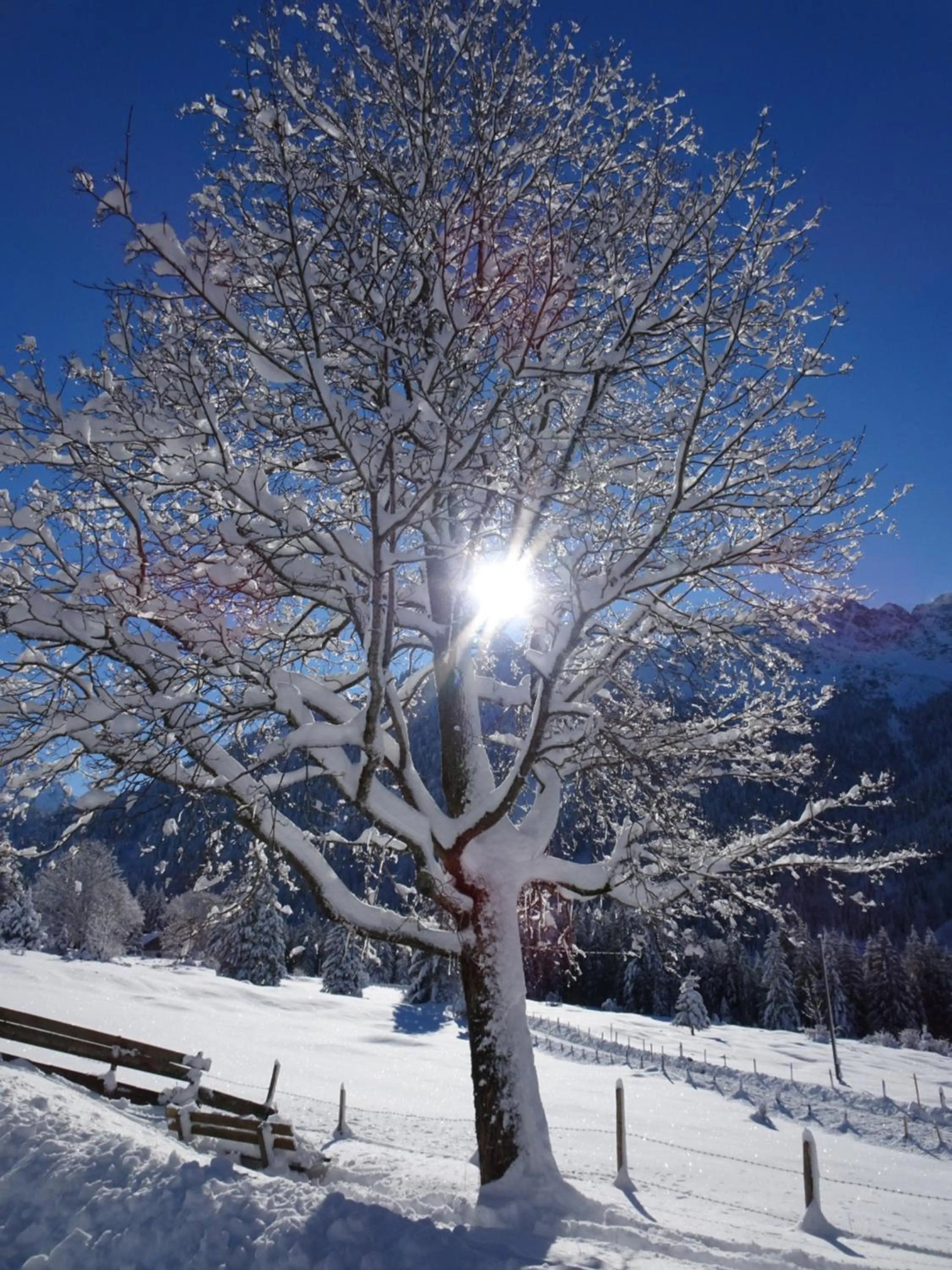 Mountain view in Bergsteiger-Hotel "Grüner Hut"