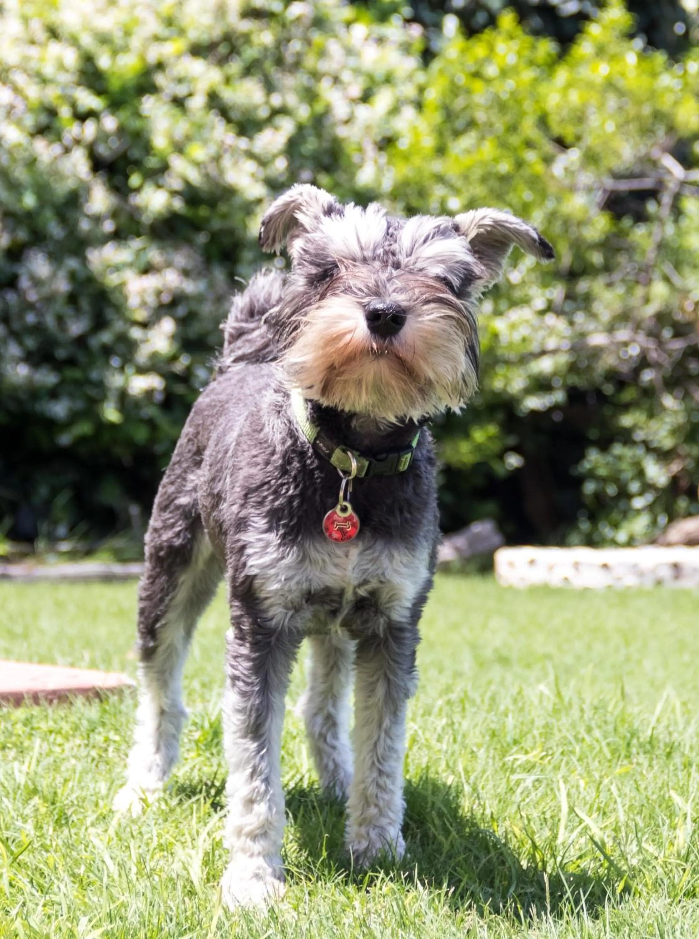 Pets in The Lookout Guest House