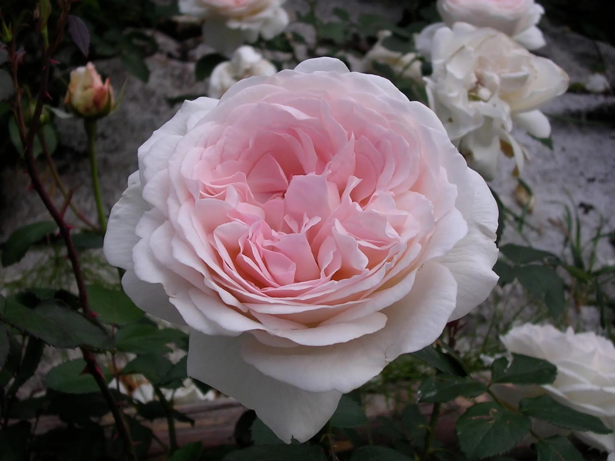 Garden in Charmehotel Uhrerhof - Deur