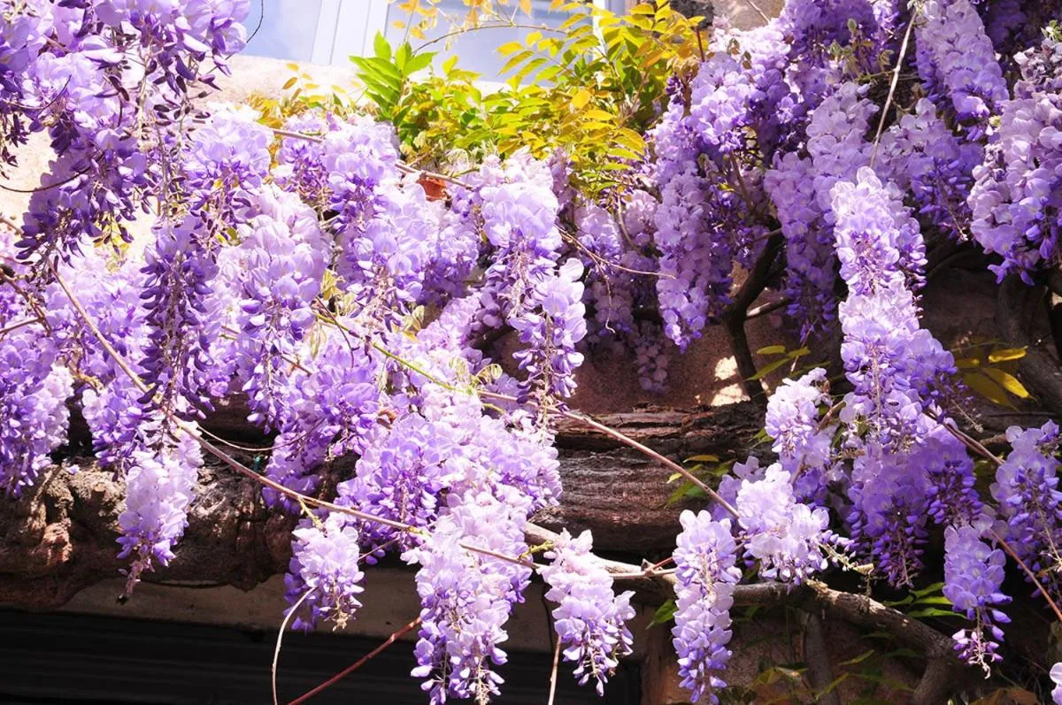 Property building in Les Glycines Vézelay