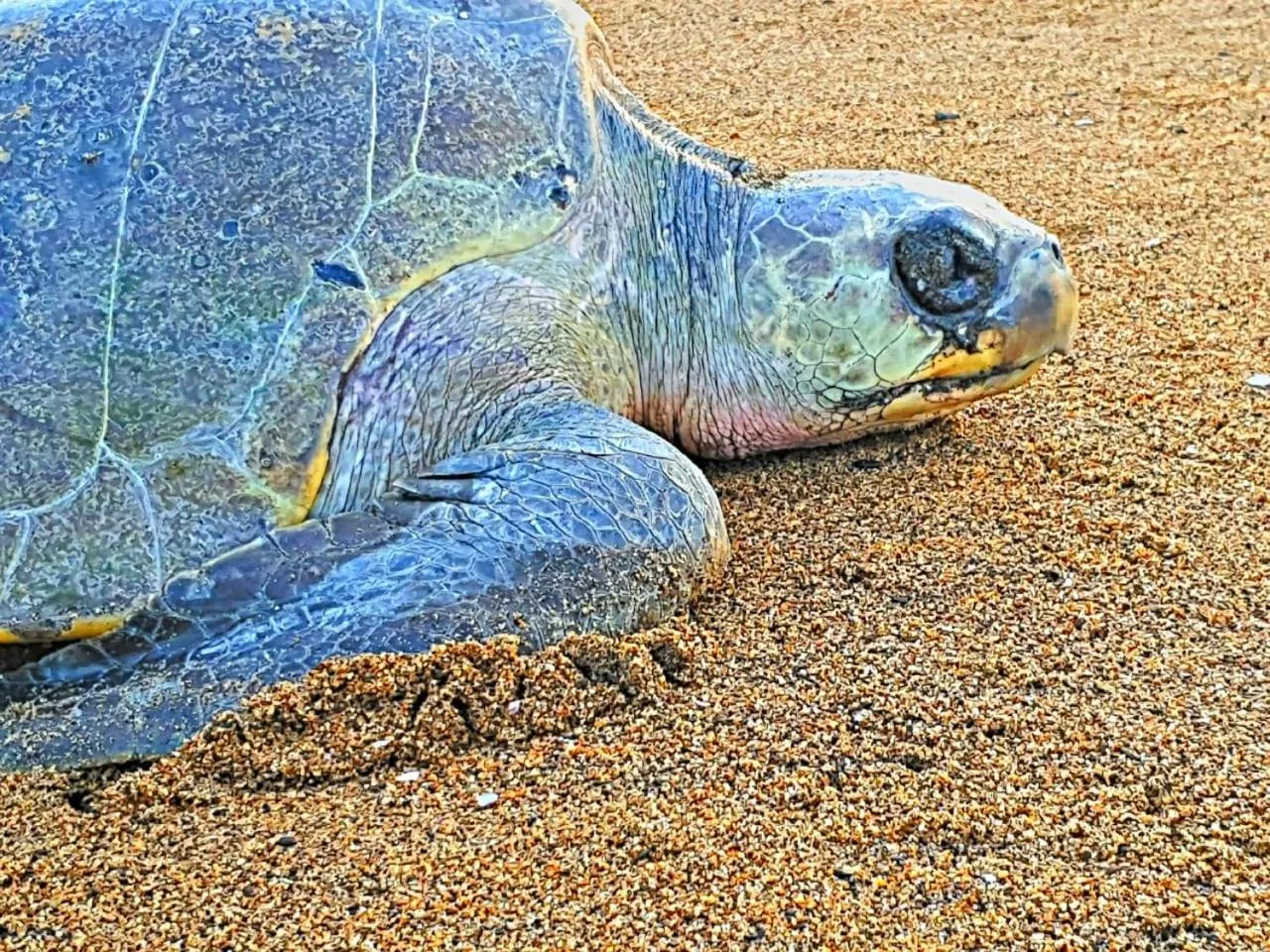 Animals in Villa Star of the Sea