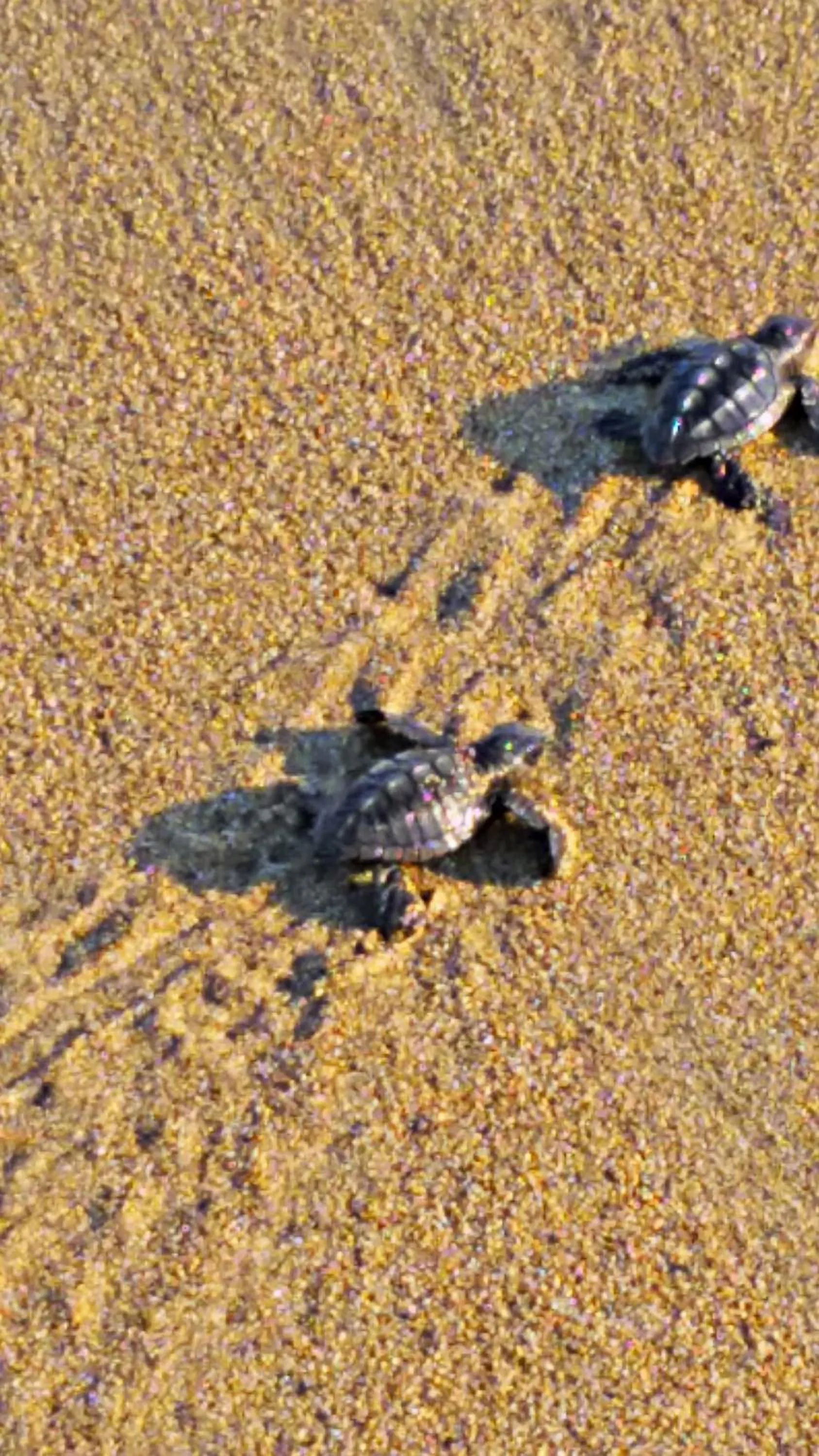 Property building in Villa Star of the Sea