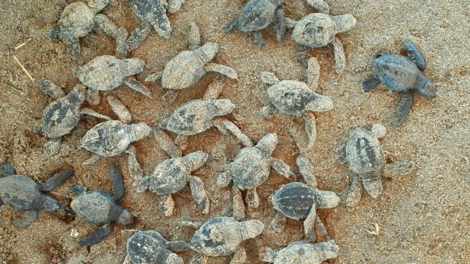 Beach in Villa Star of the Sea