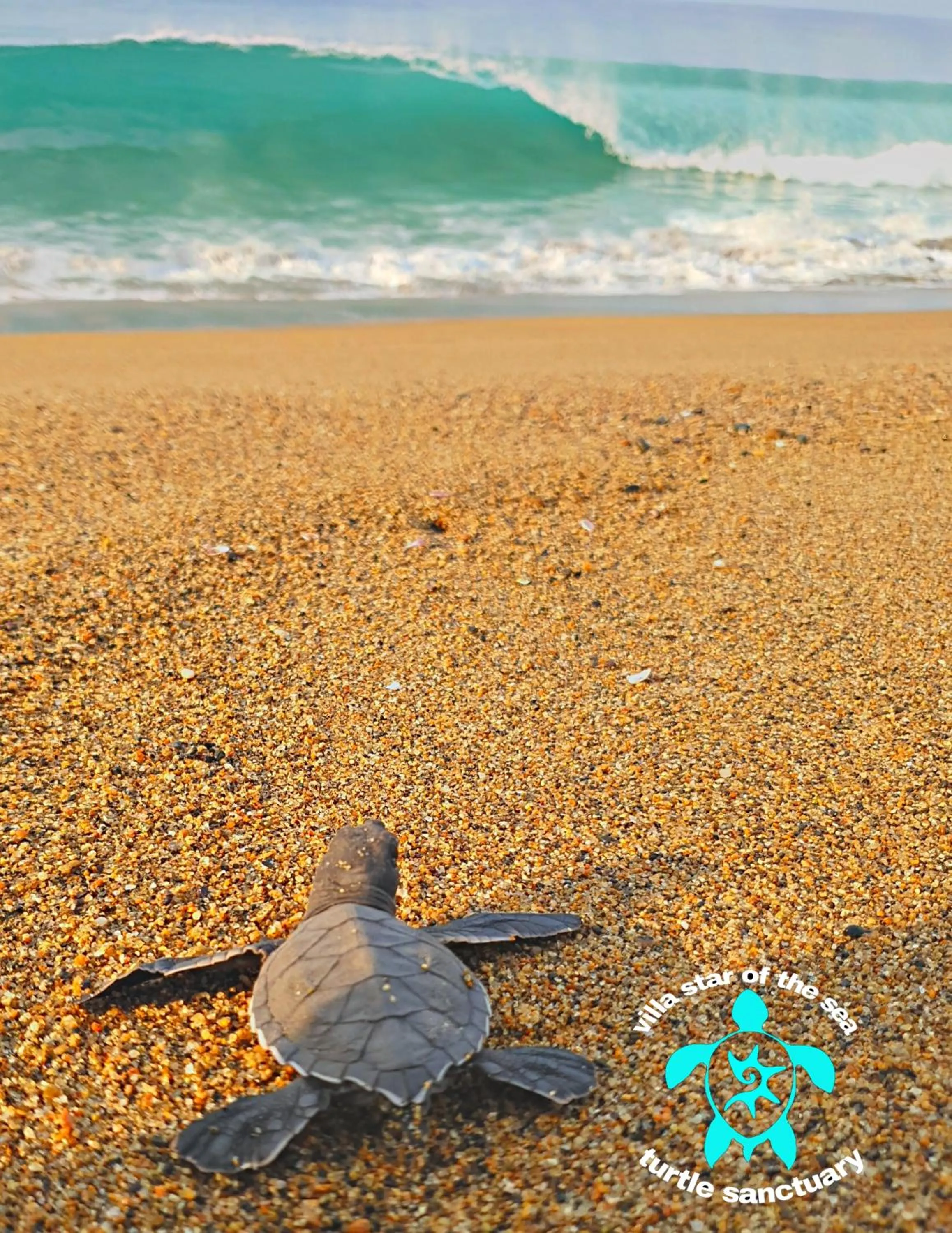 Animals in Villa Star of the Sea