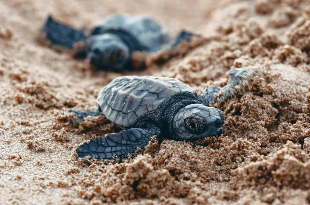 Animals in Villa Star of the Sea