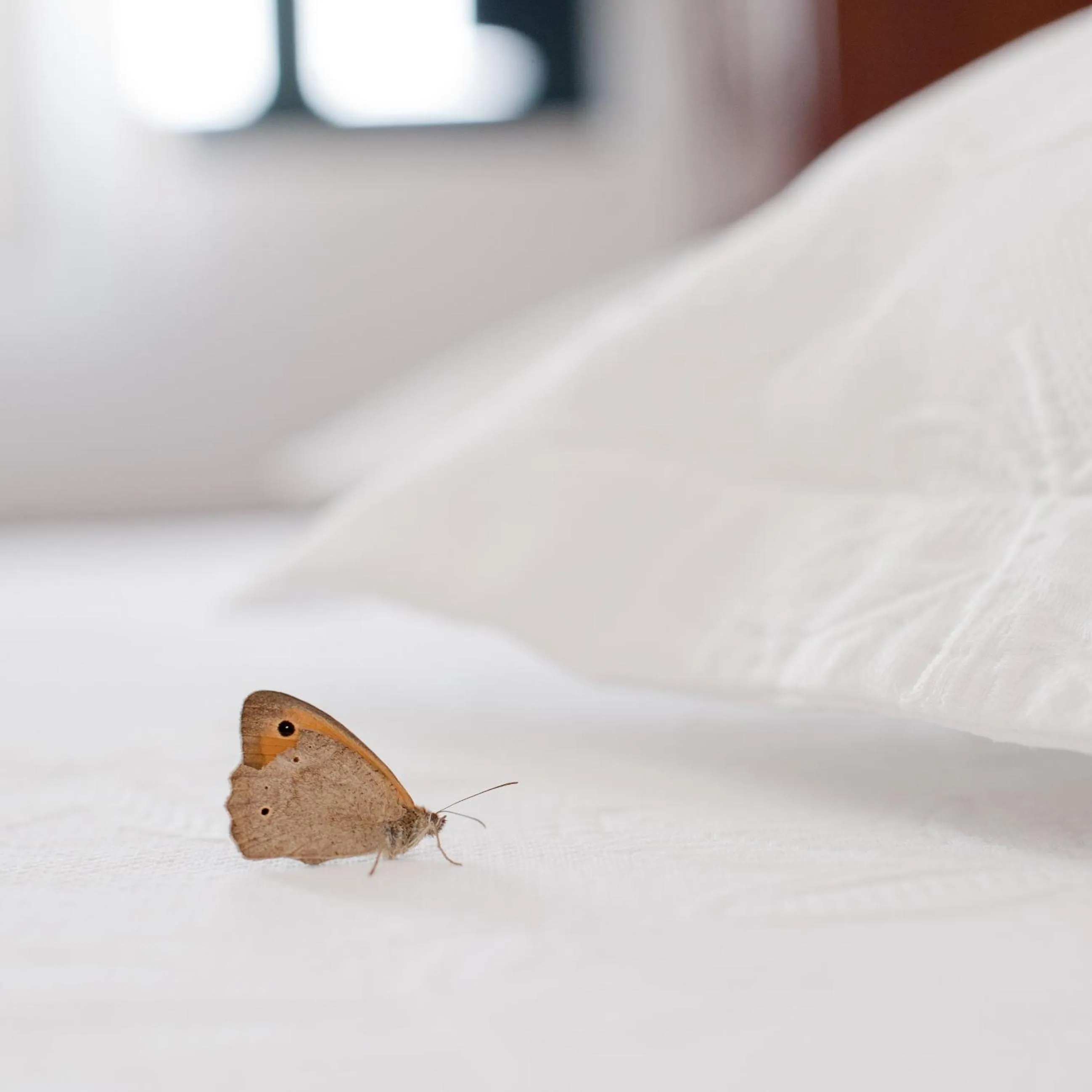 Other, Bed in Anthonas Apartments