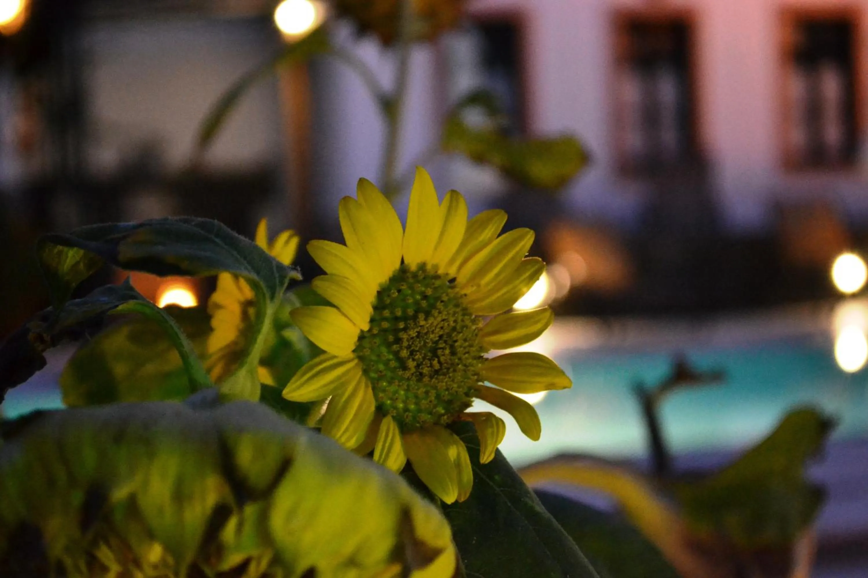 Decorative detail in Anthonas Apartments