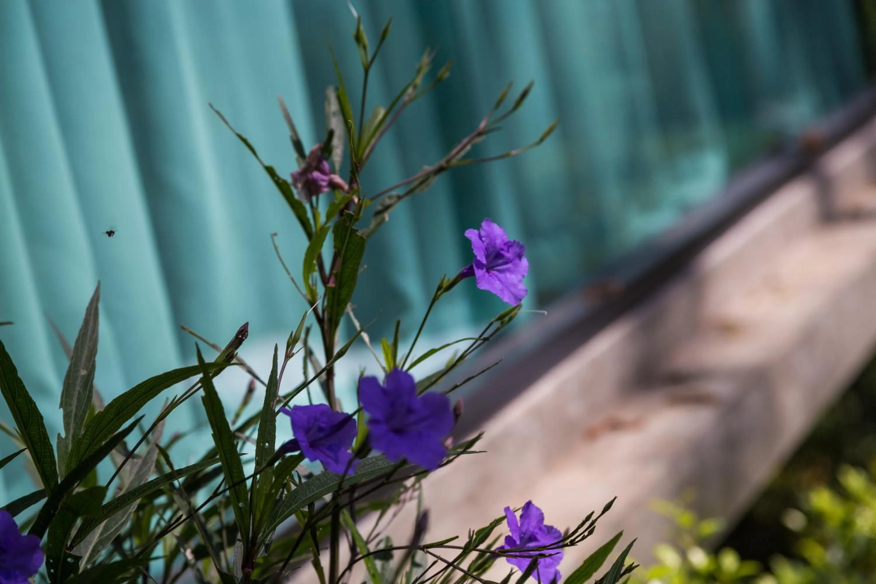 Property building in Phu Pha View Doi