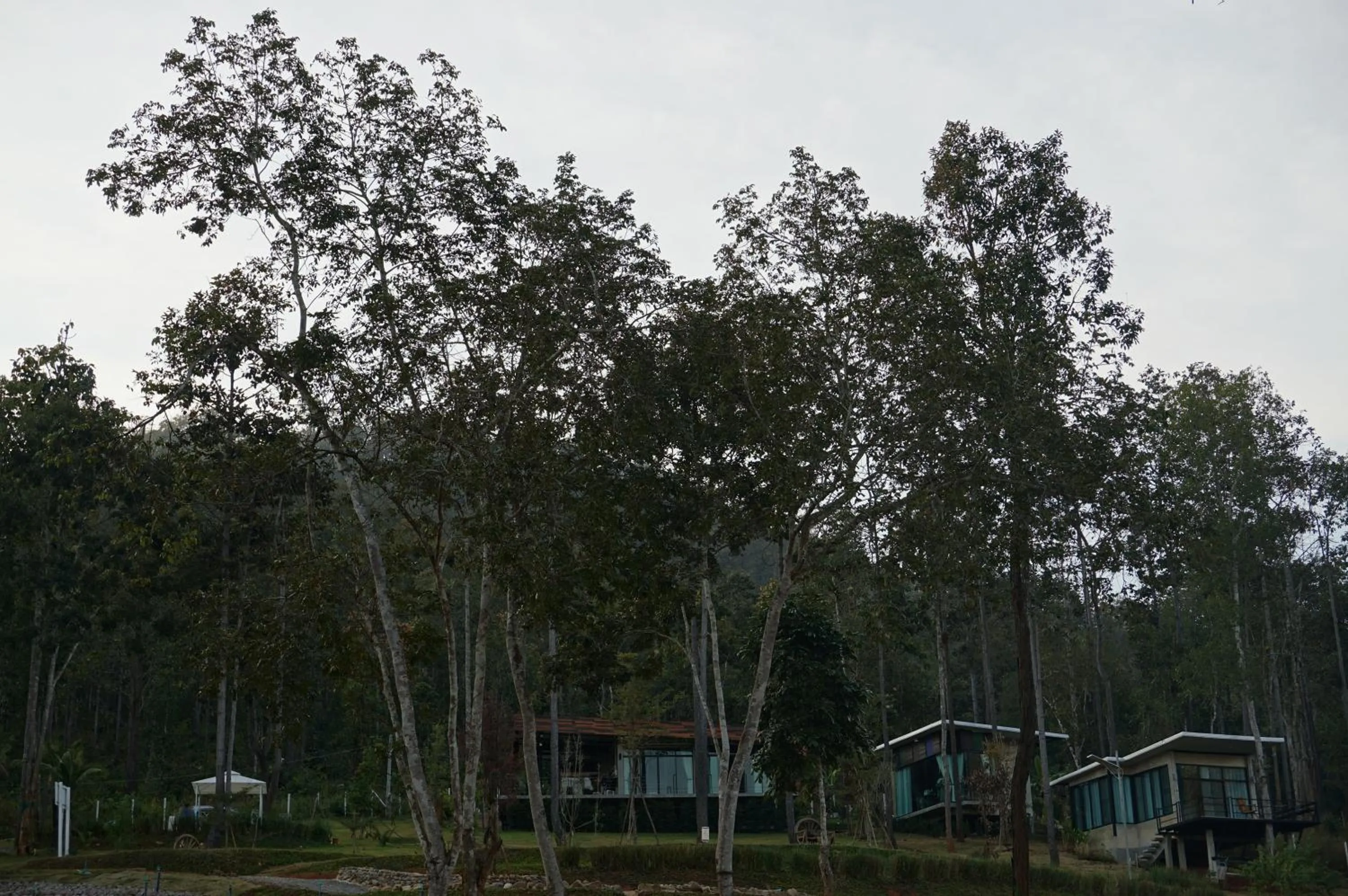 Natural landscape in Phu Pha View Doi