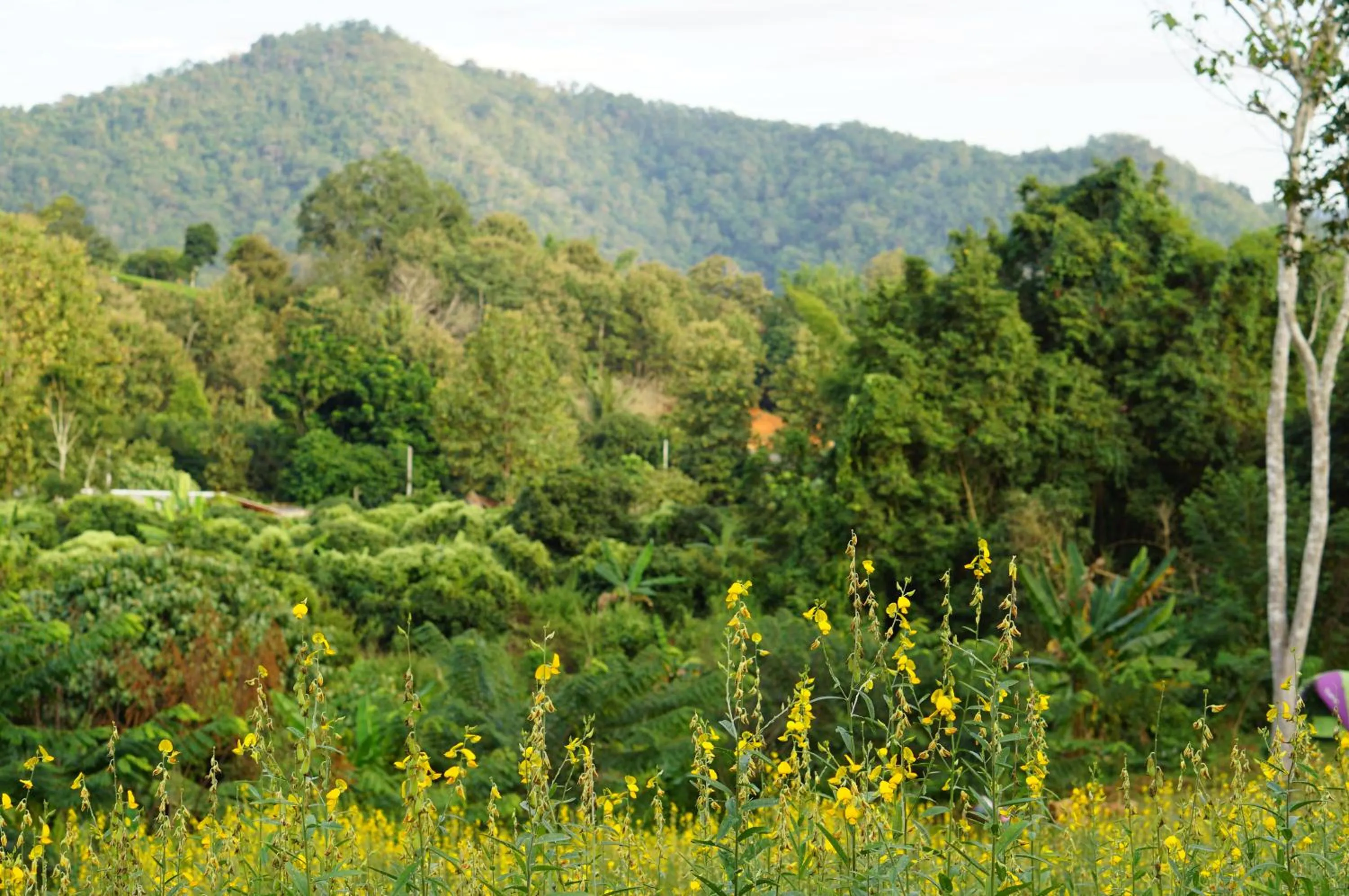Natural landscape in Phu Pha View Doi