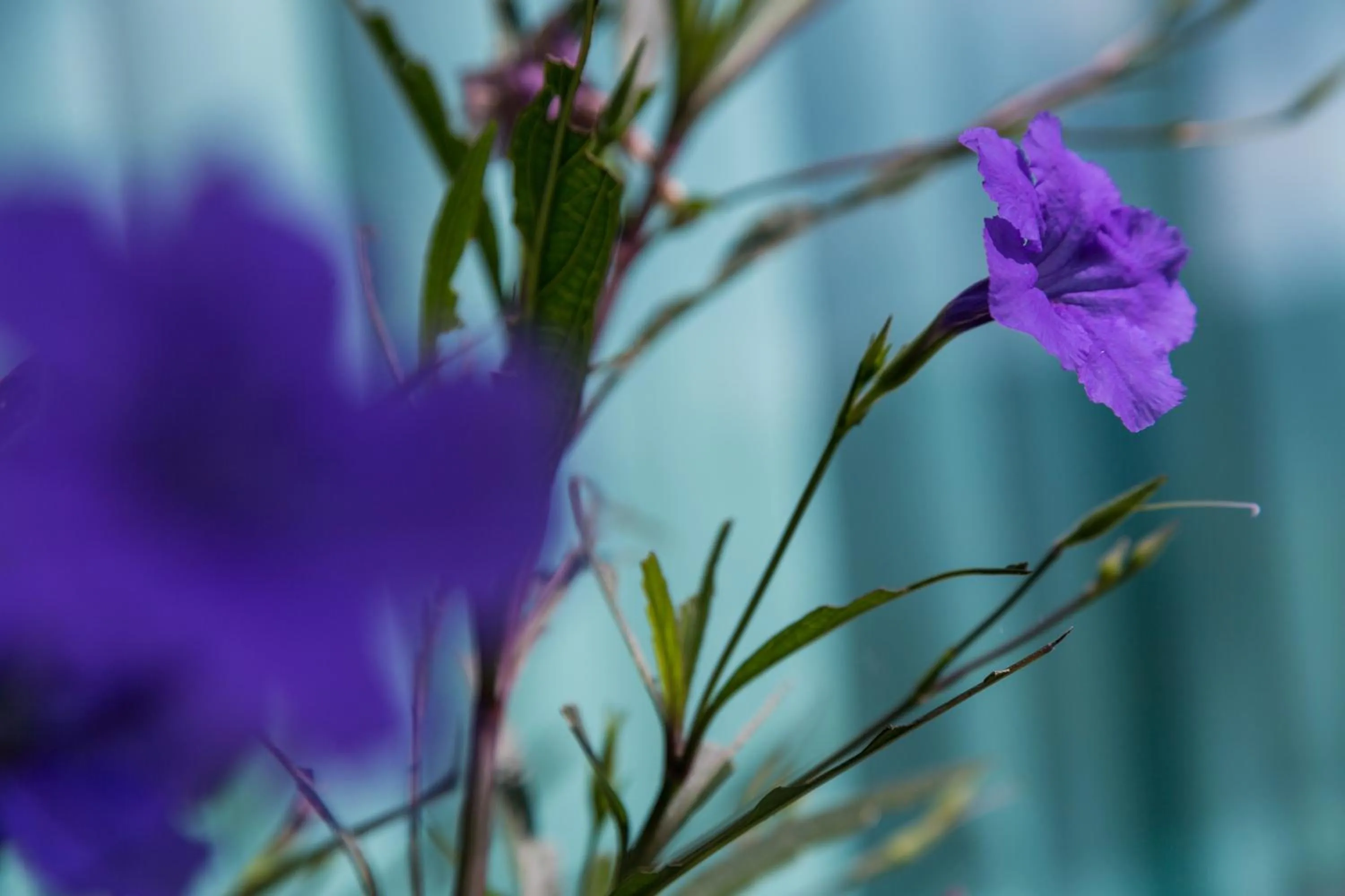 Property building in Phu Pha View Doi