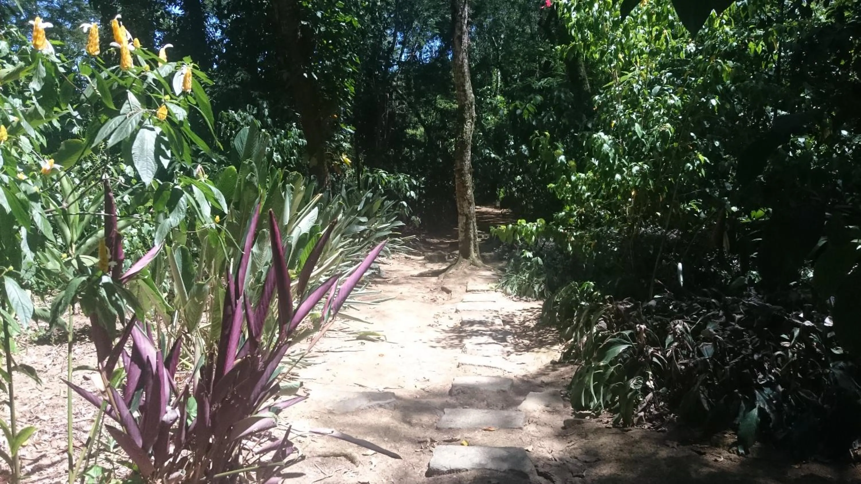 Natural landscape in REB Casa Itanhangá