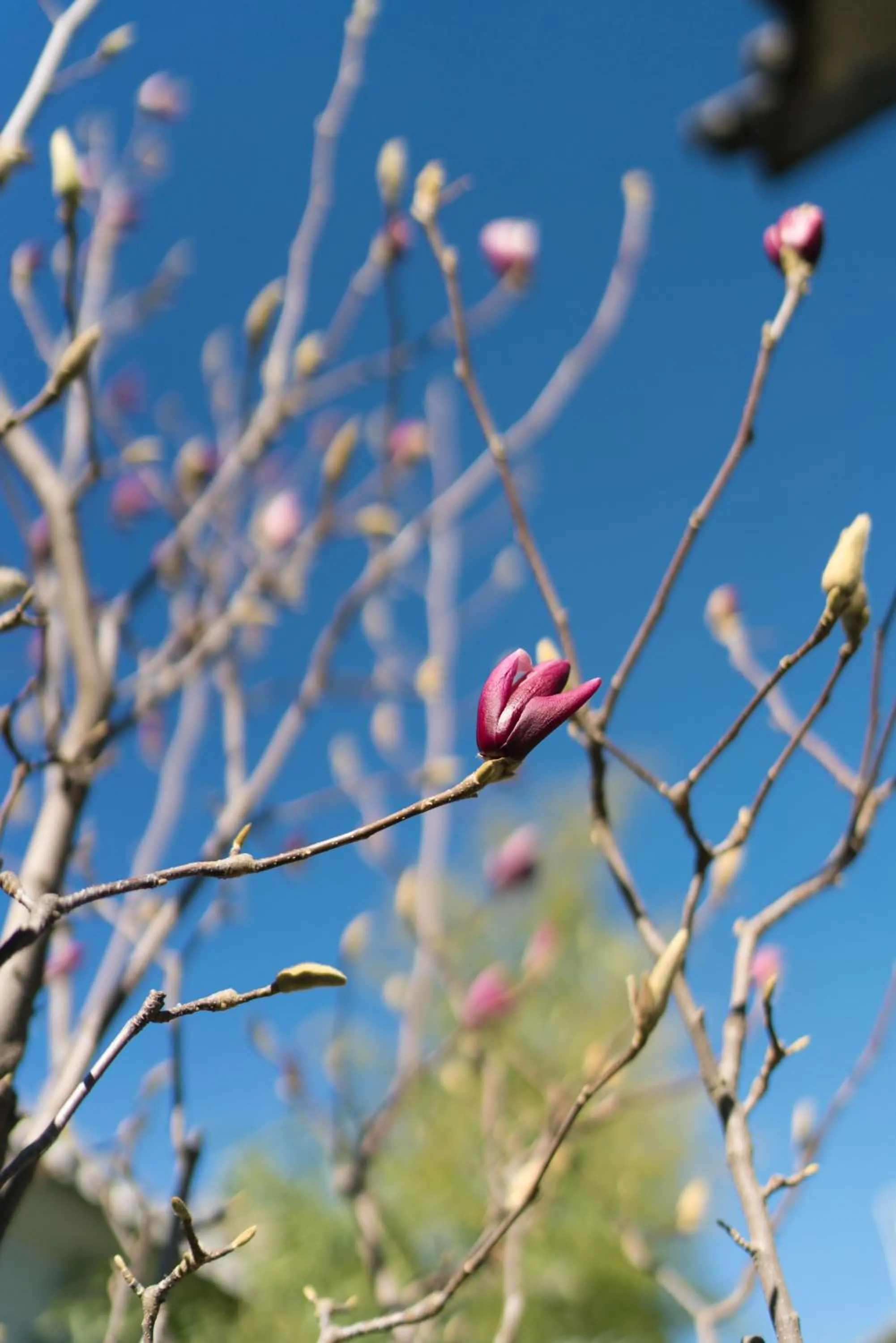 Garden in Dali Old Courtyard Boutique Inn