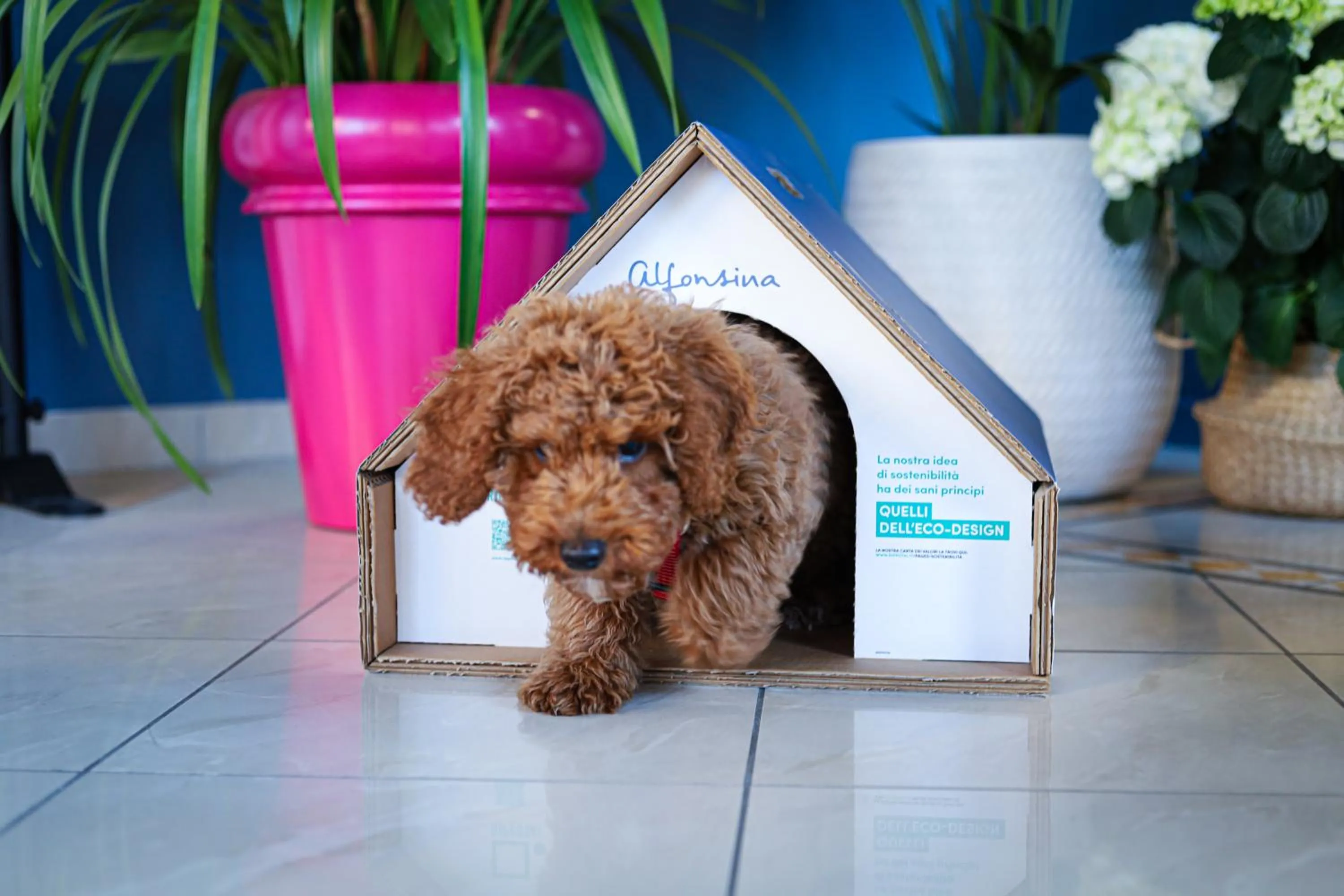Pets in Hotel Alfonsina