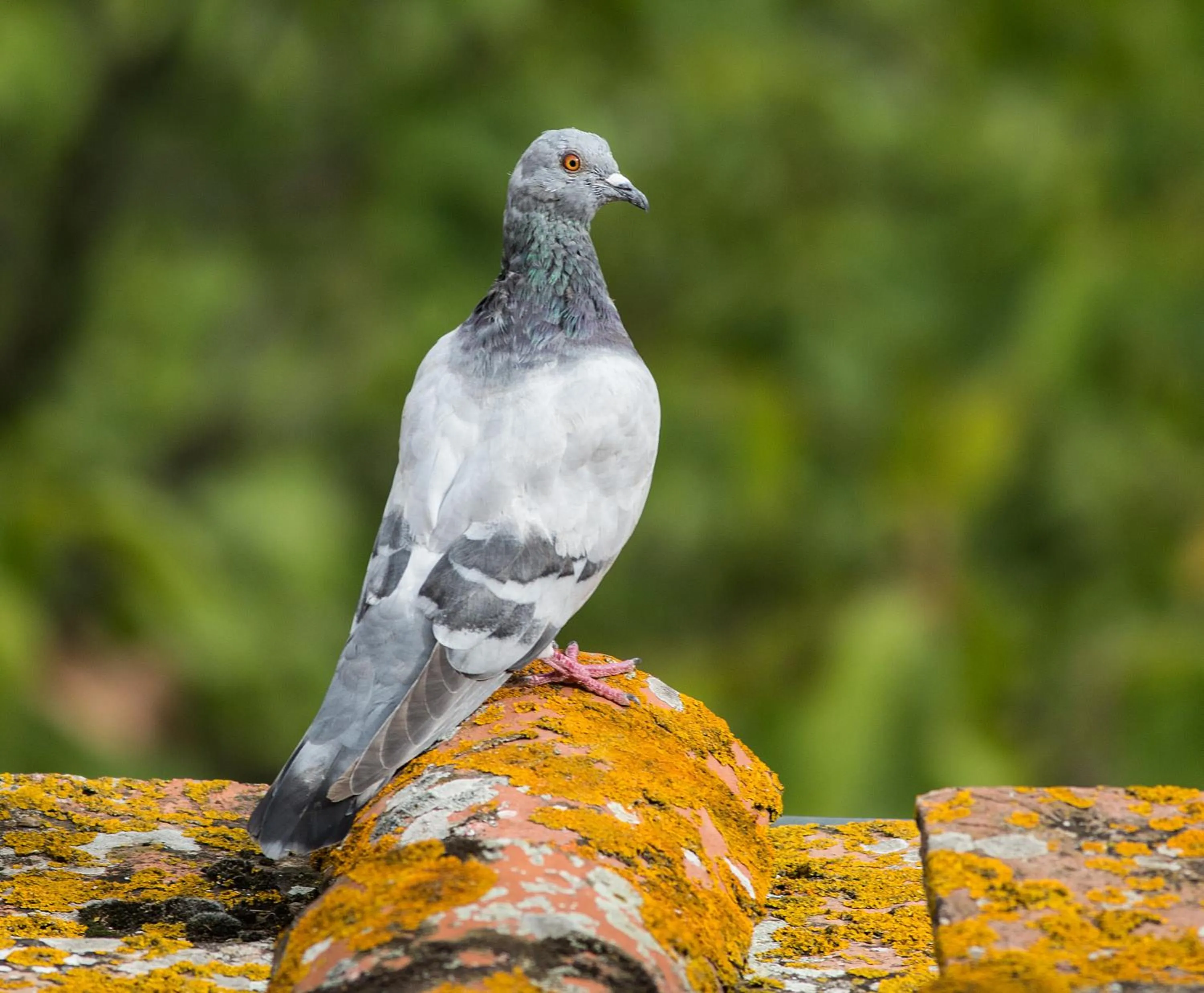 Animals in Castello di Mugnana