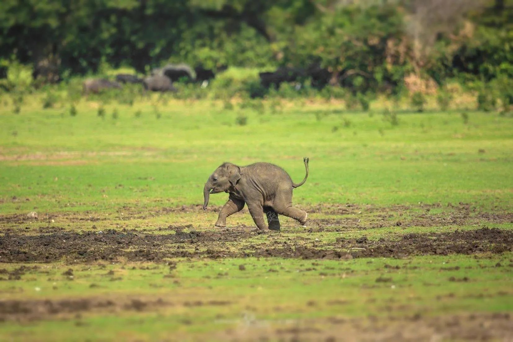 Viveka Inn Guest and Yala Safari