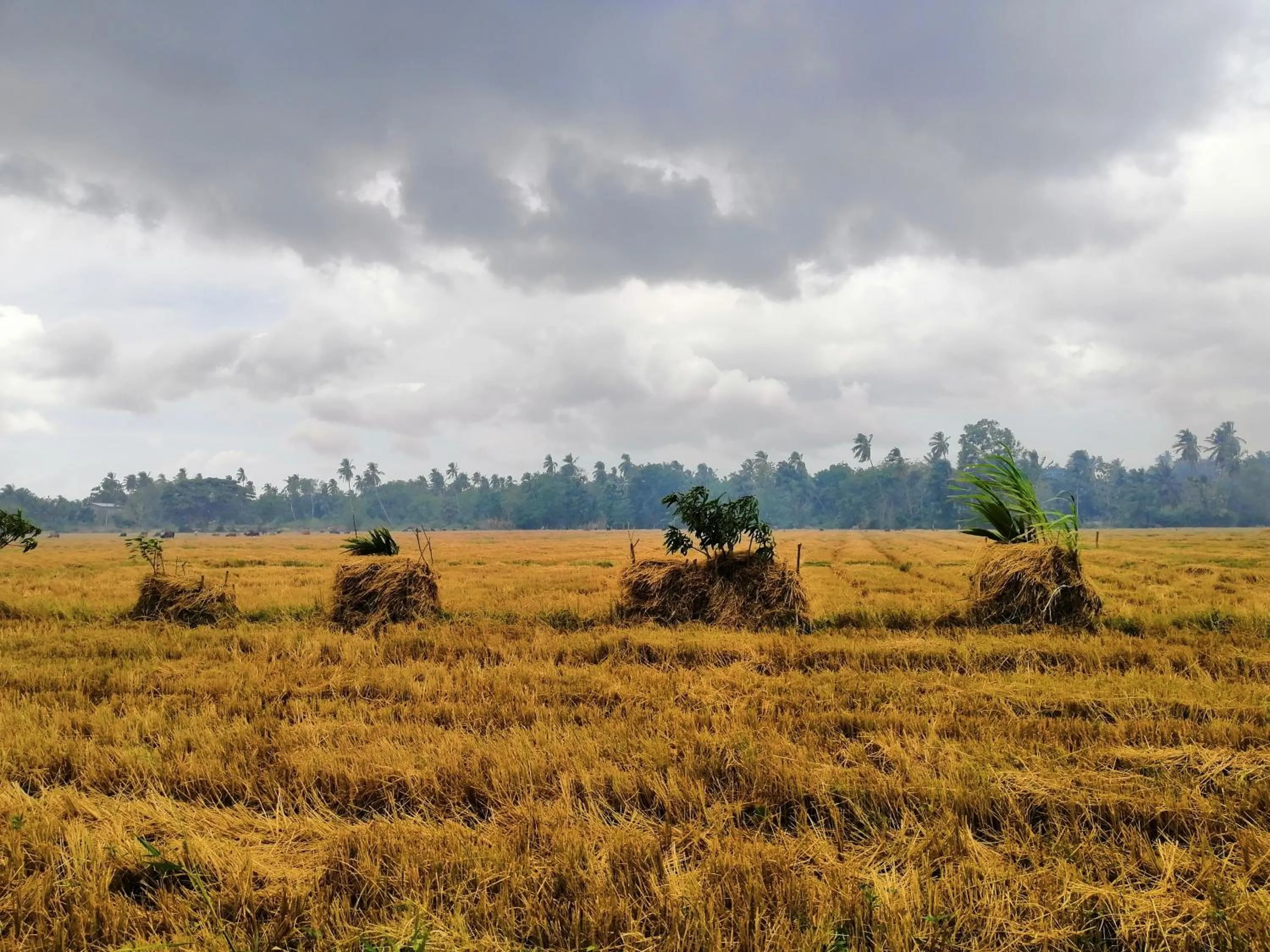 Garden view in Viveka Inn Guest and Yala Safari