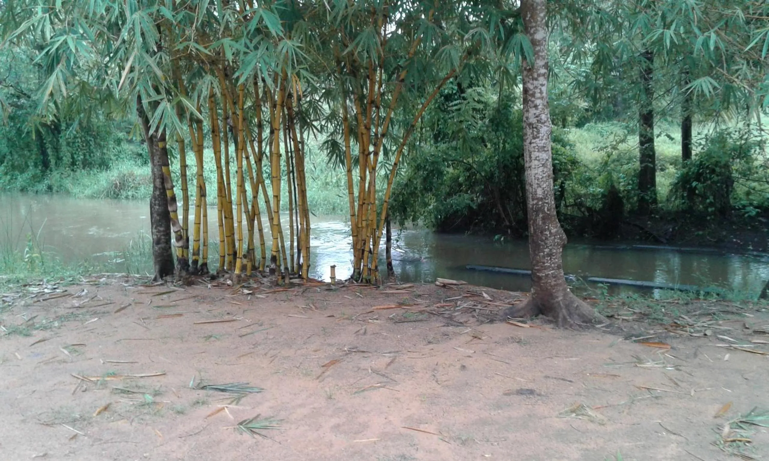 Other in White Guest