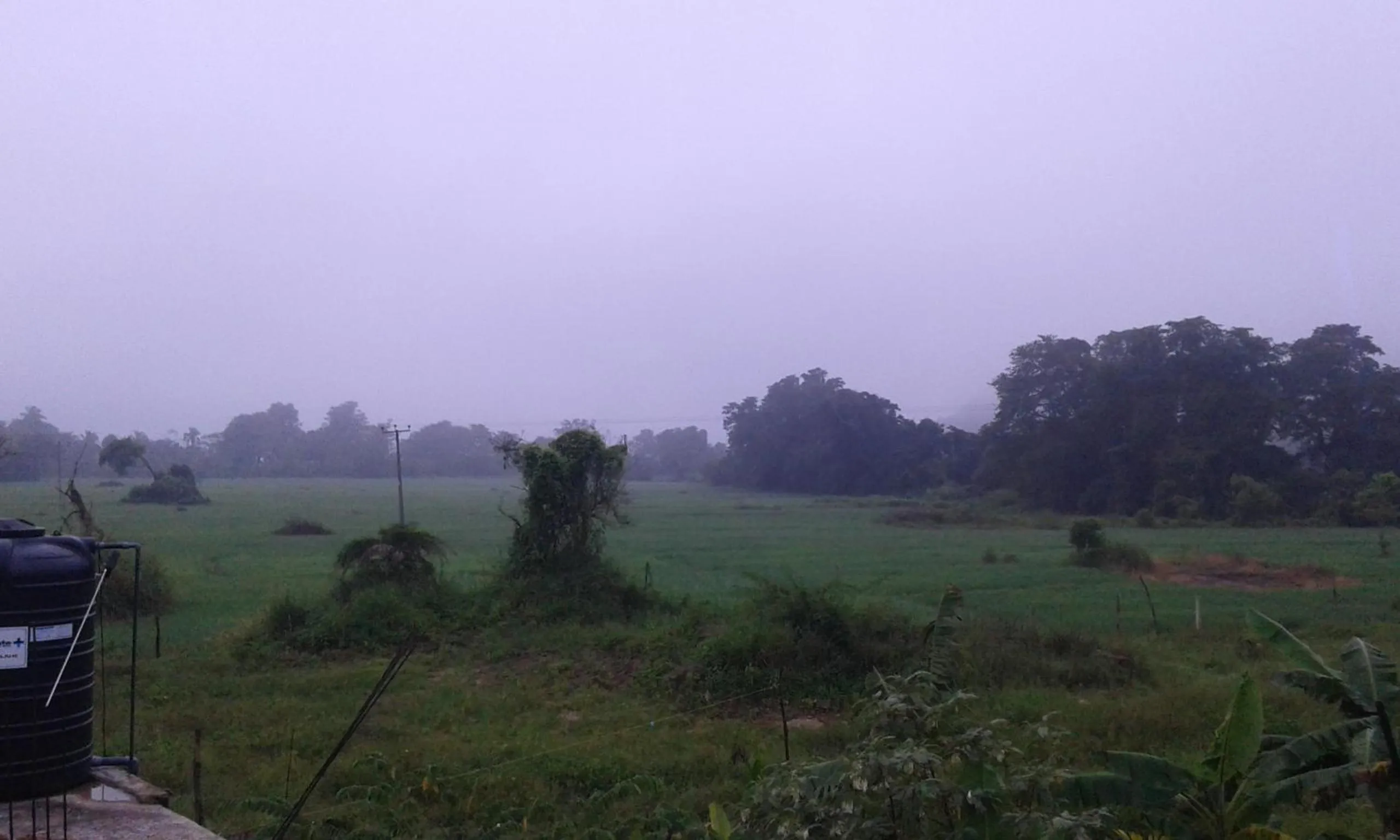 Garden in White Guest