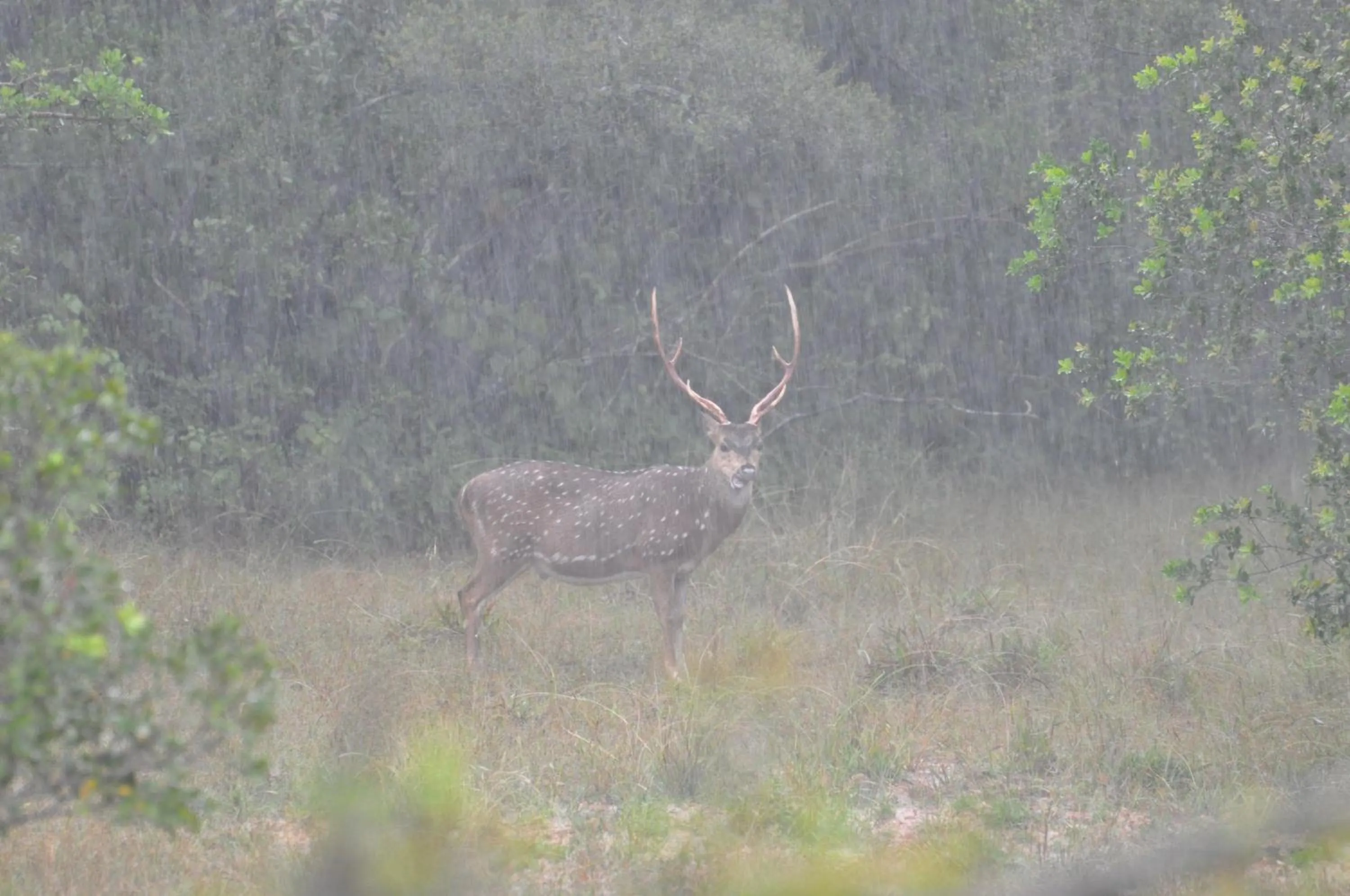 Animals in White Guest