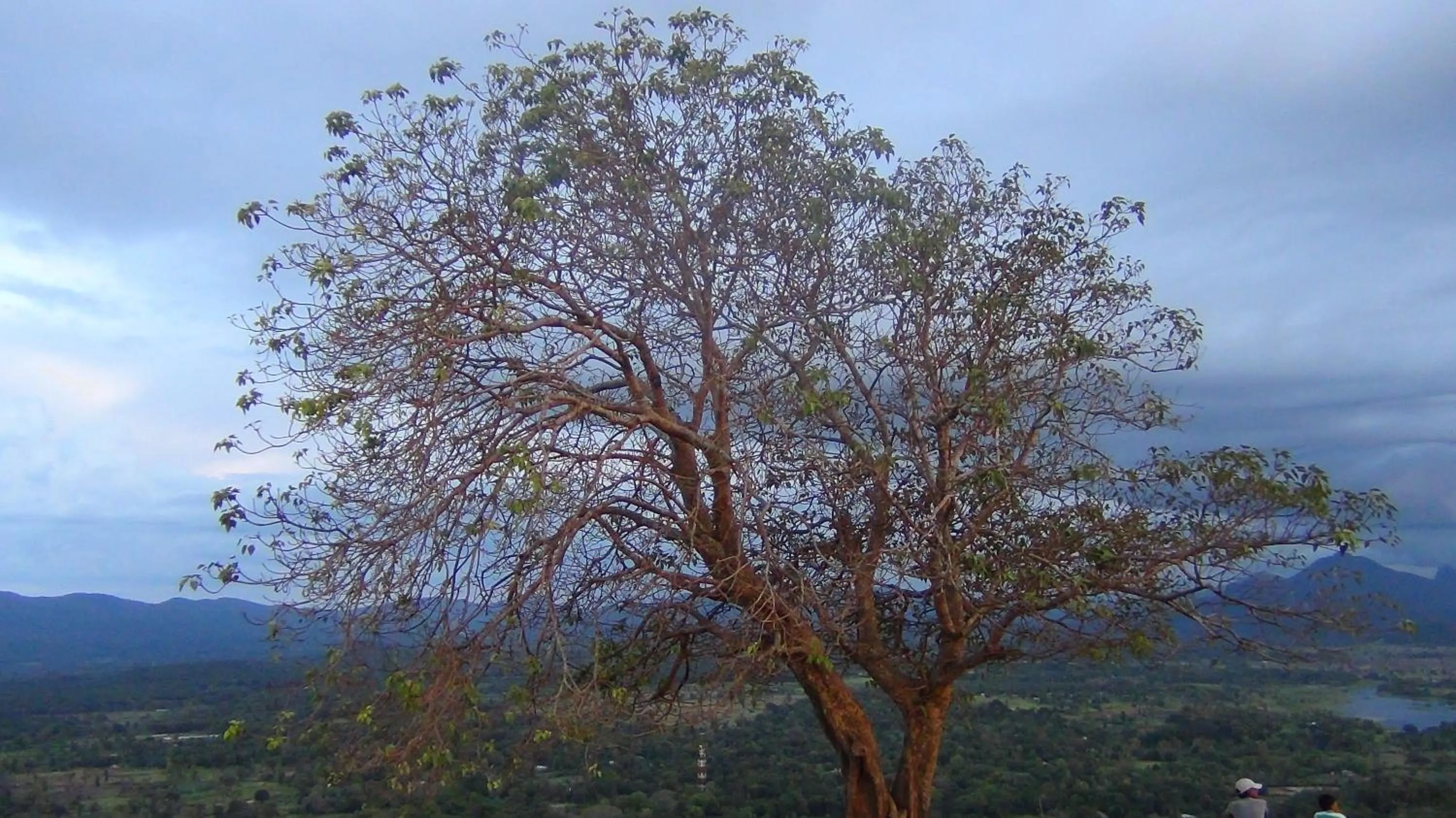 Mountain view in White Guest