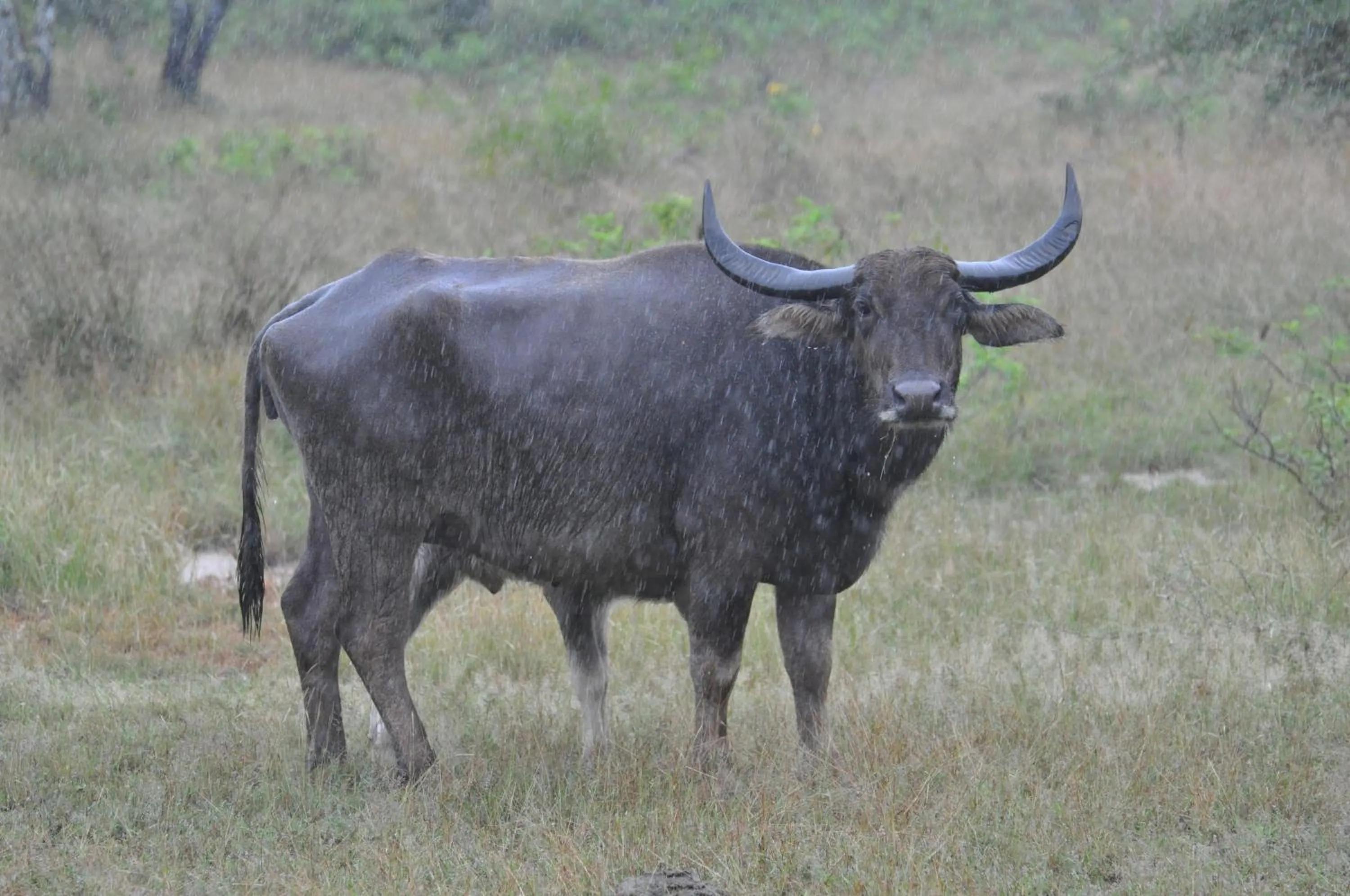 Animals in White Guest