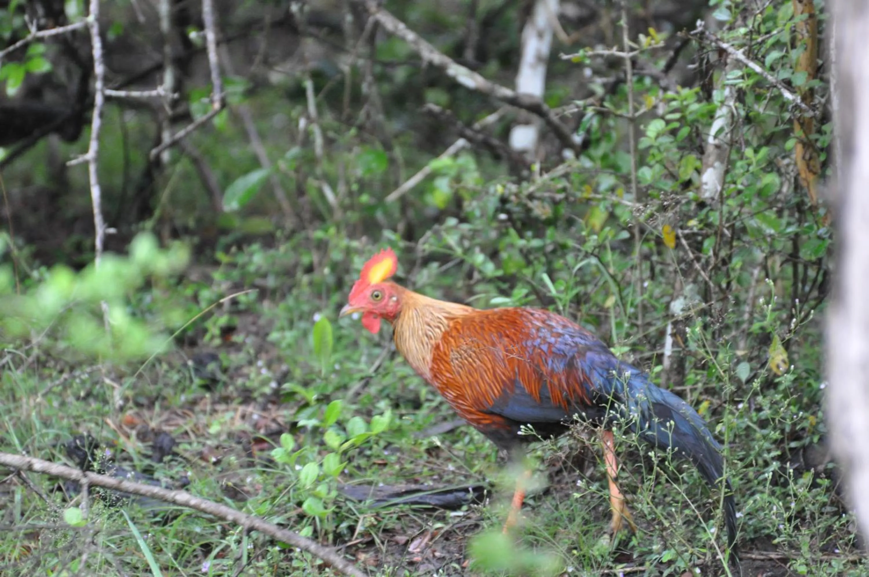 Other in White Guest