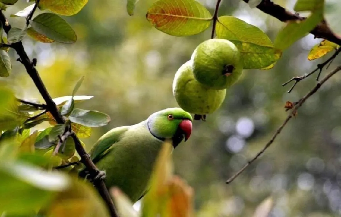 Natural landscape in White Guest