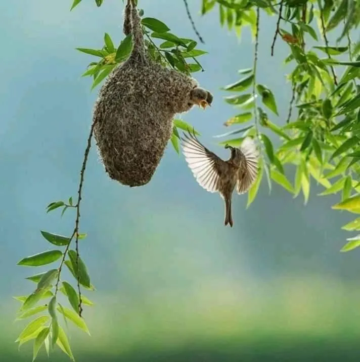 Animals in White Guest