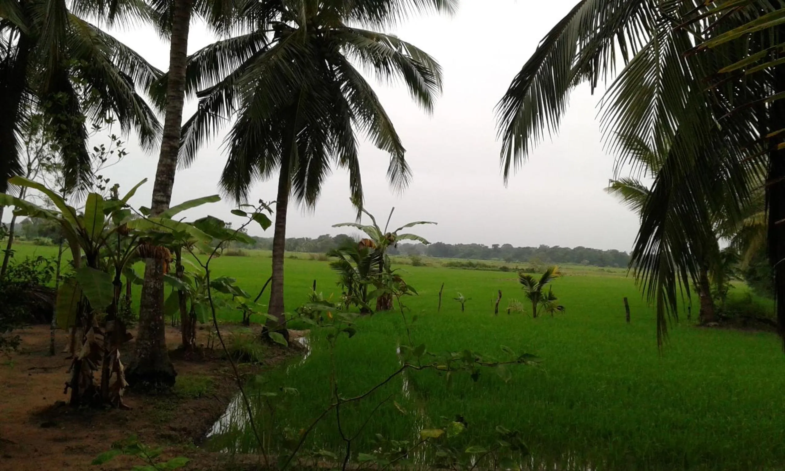 Garden in White Guest