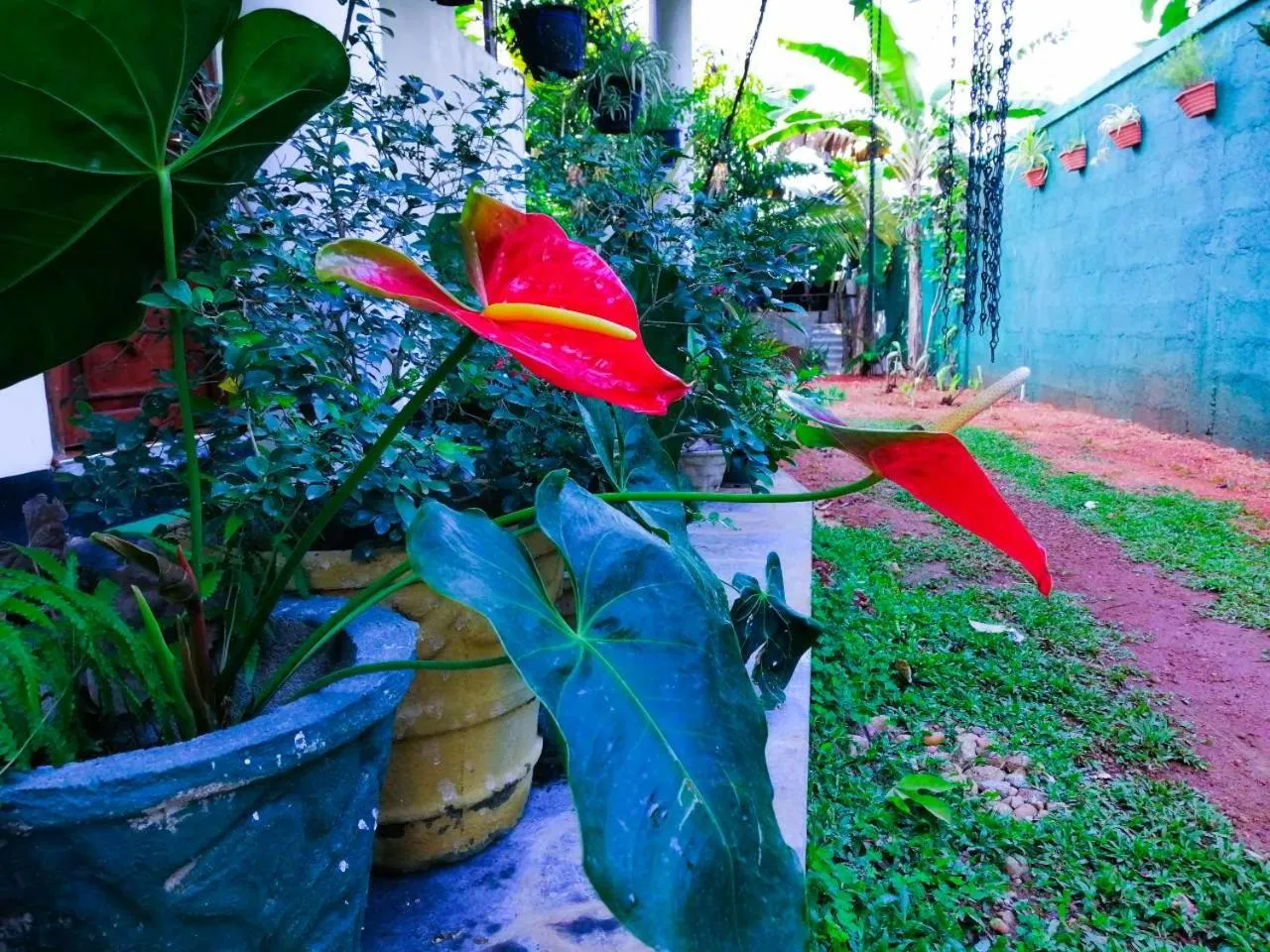 Garden in White Guest