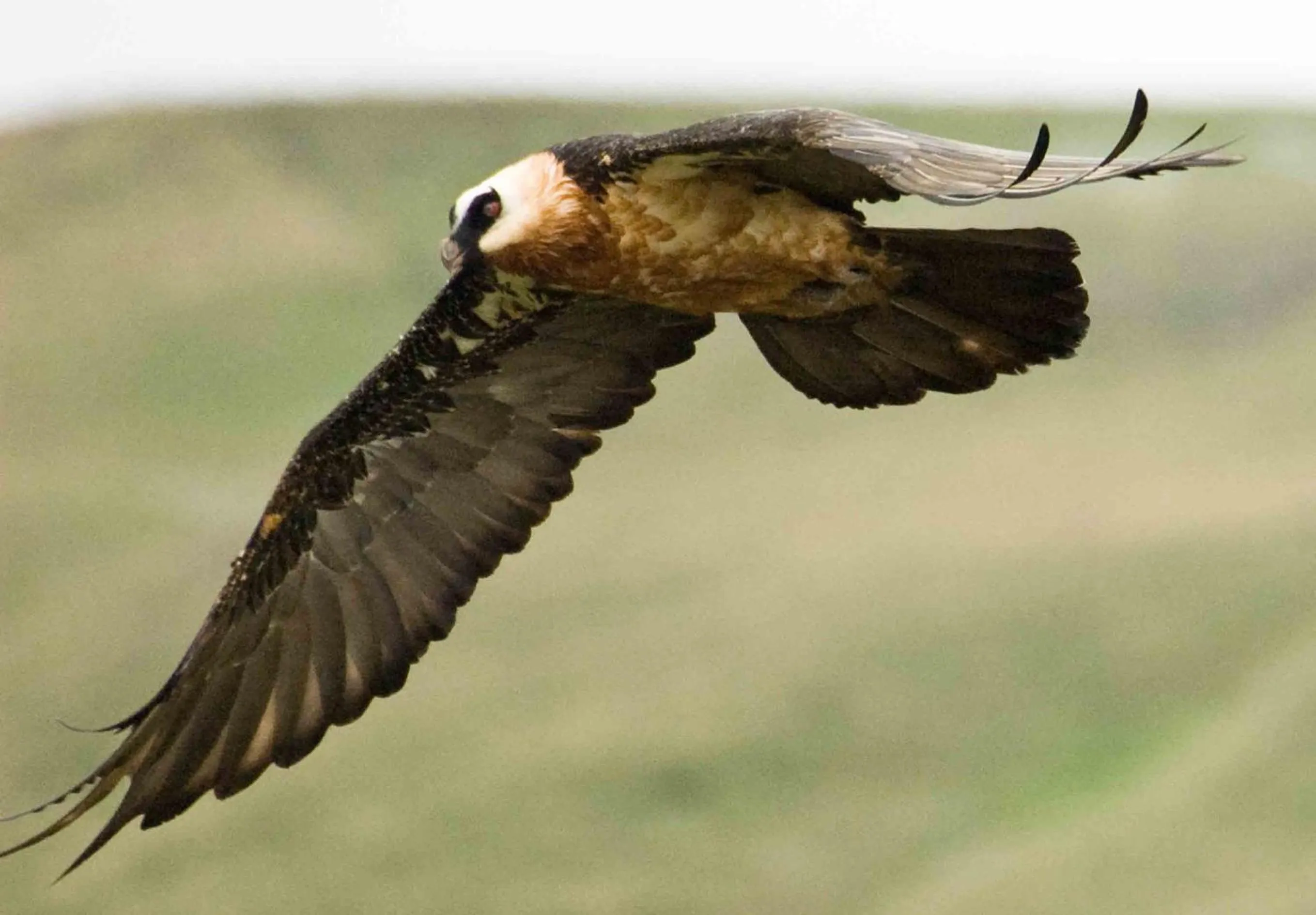 Animals in Cedar Garden