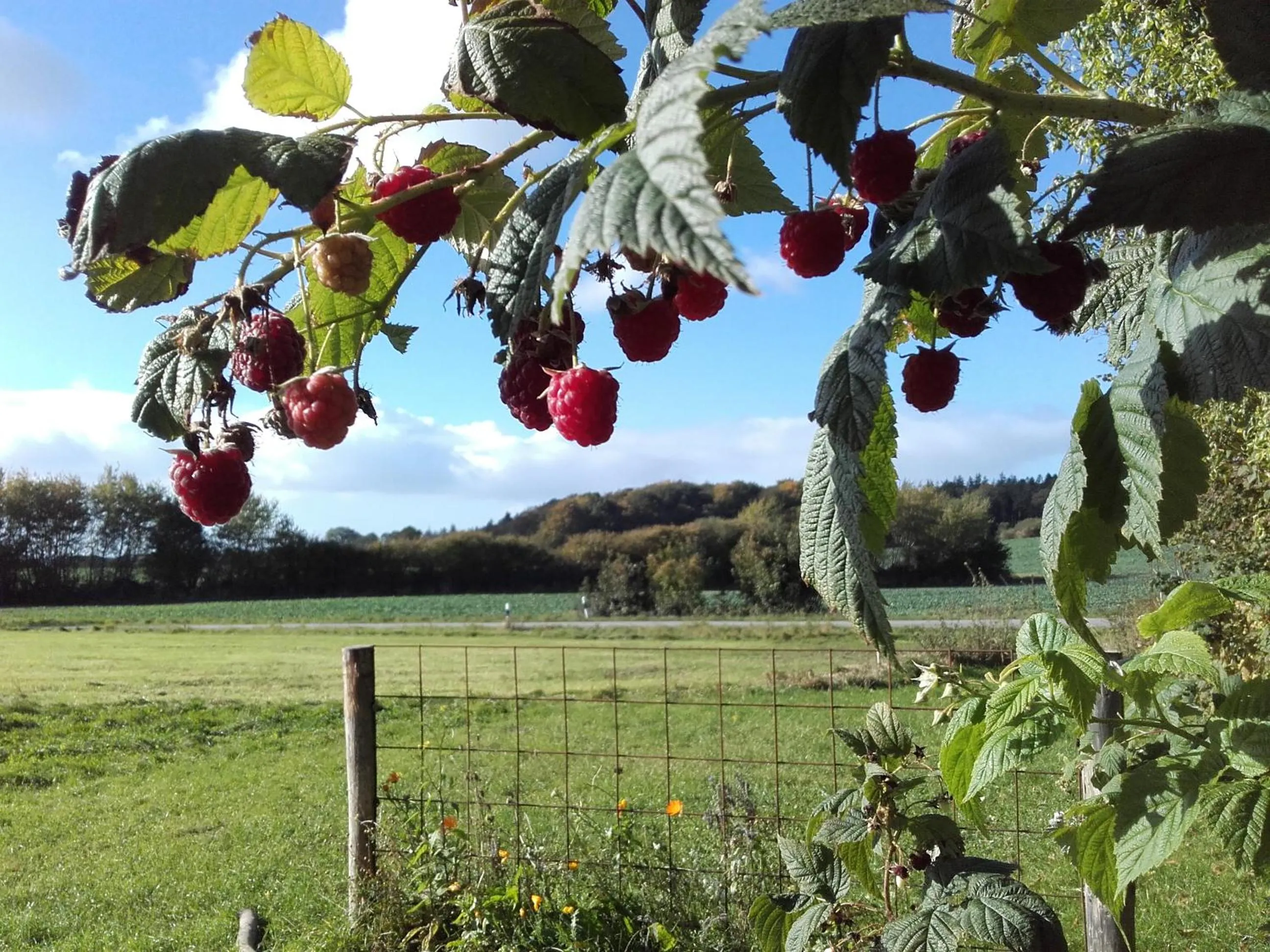 Garden in Peanuts Hostel & Meer