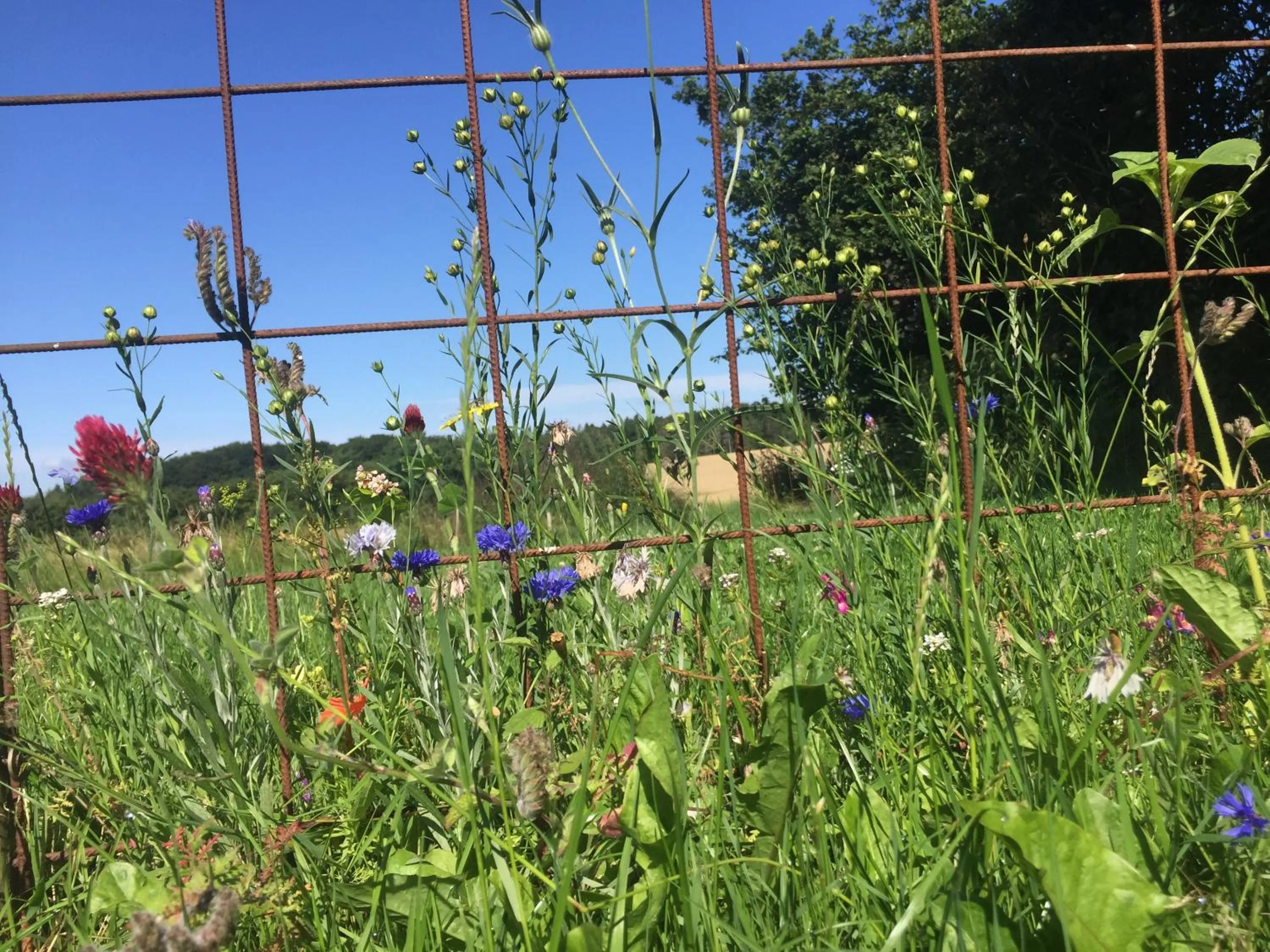 Garden in Peanuts Hostel & Meer