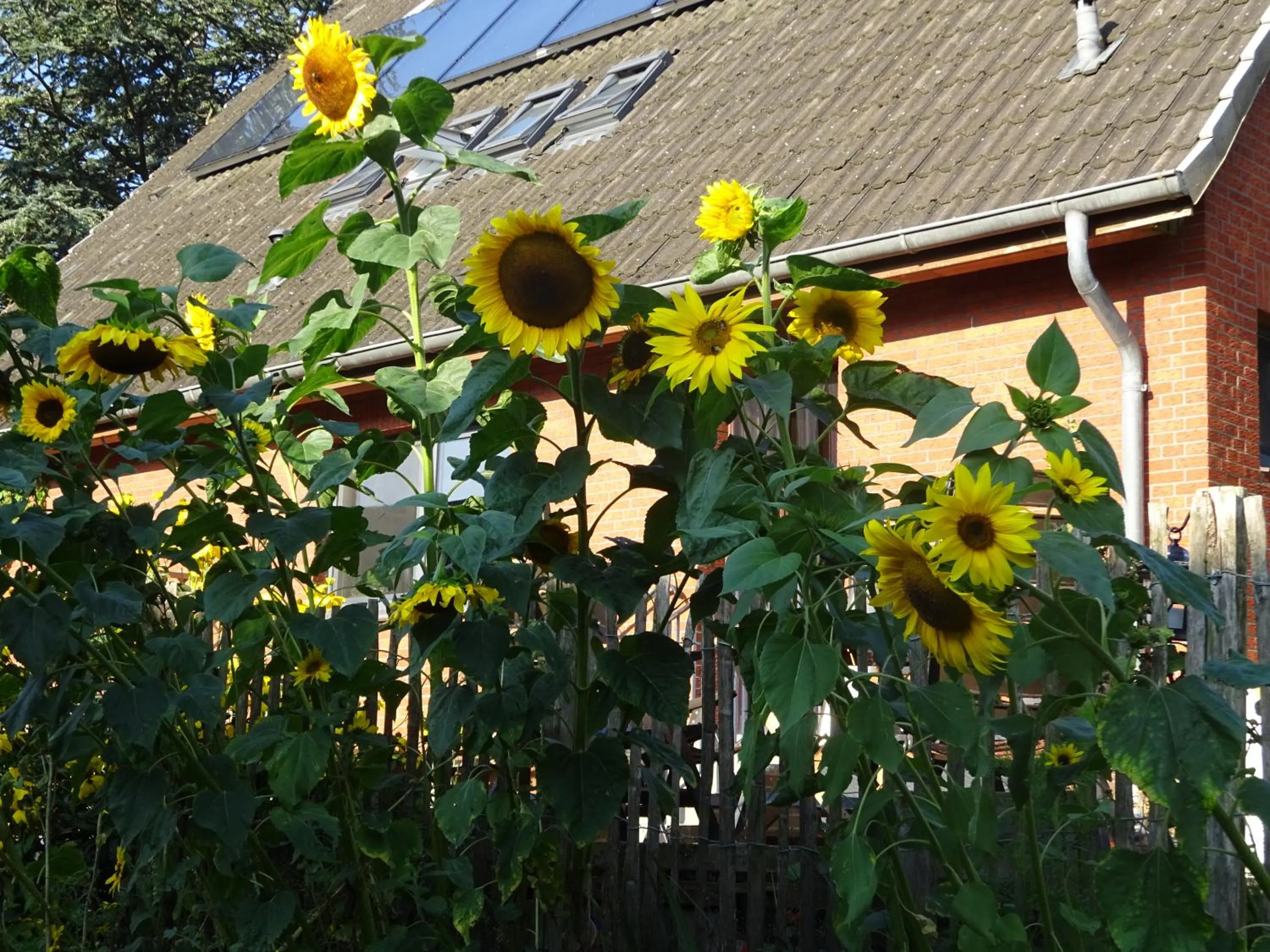 Garden in Peanuts Hostel & Meer