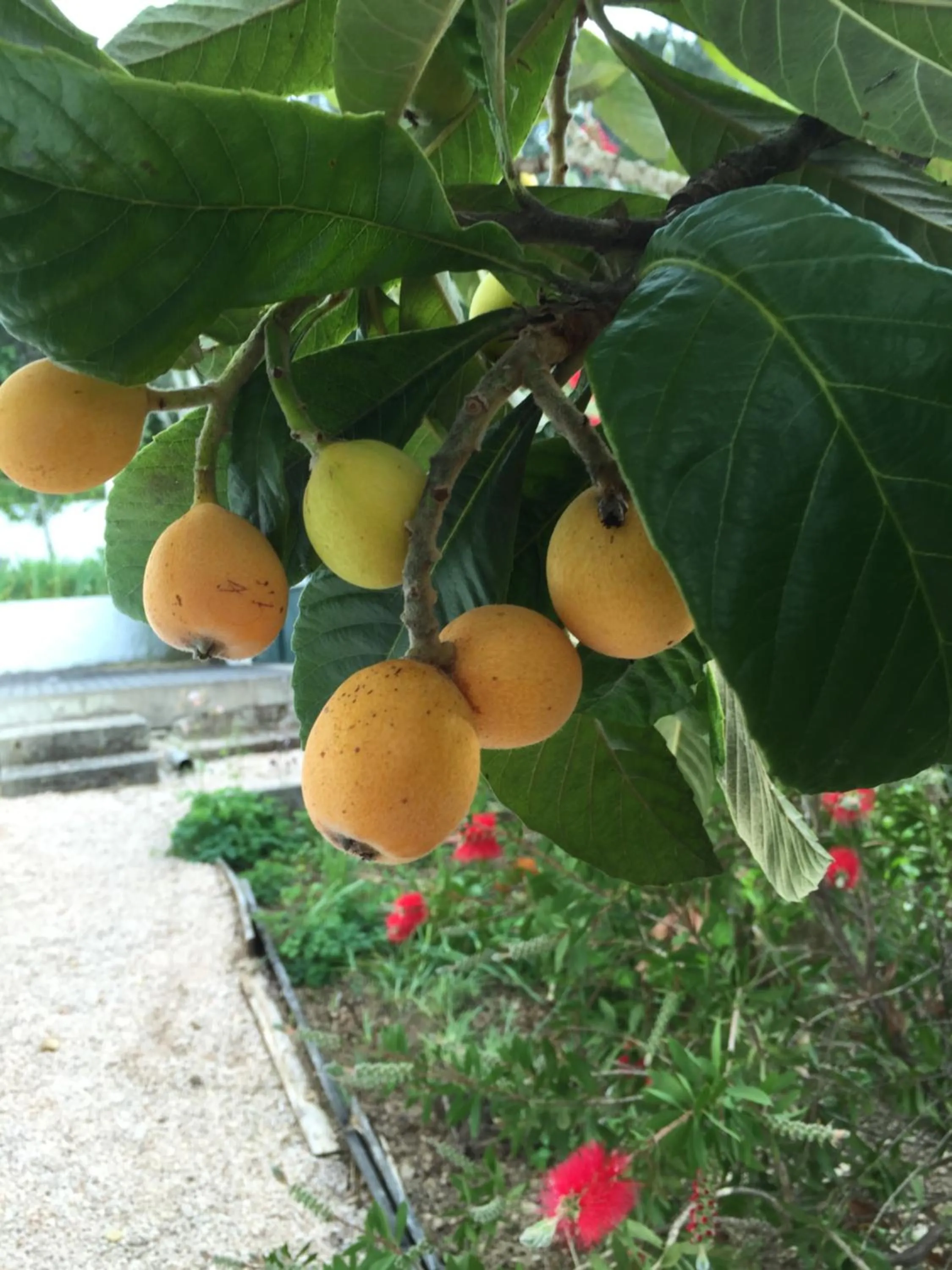 Garden in Casa Traca